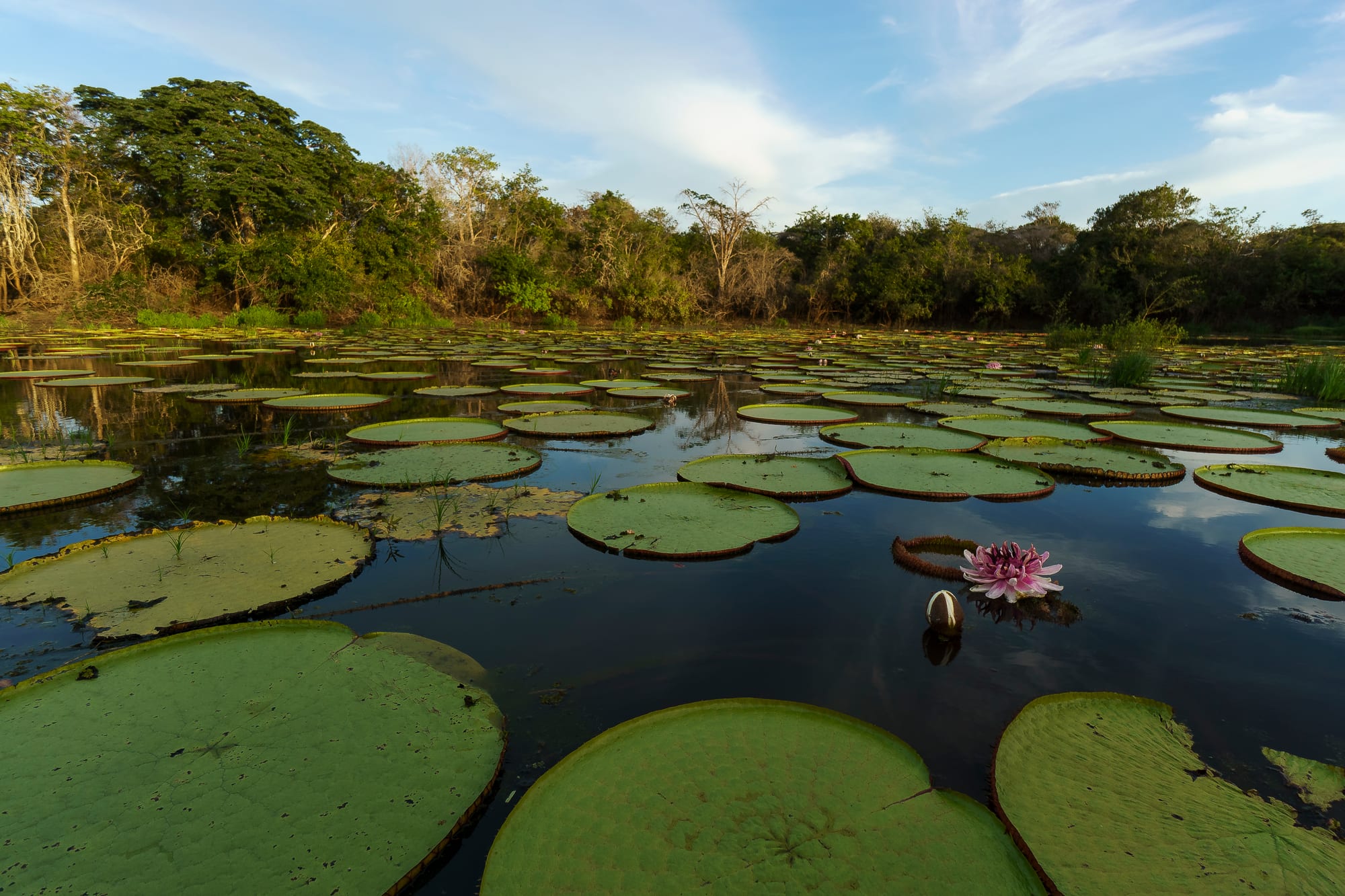 Giant round water-lily pads spread across a dark, still pond with a single pink lily in bloom, ringed by forest glowing in warm low sunlight under a blue sky with wispy clouds