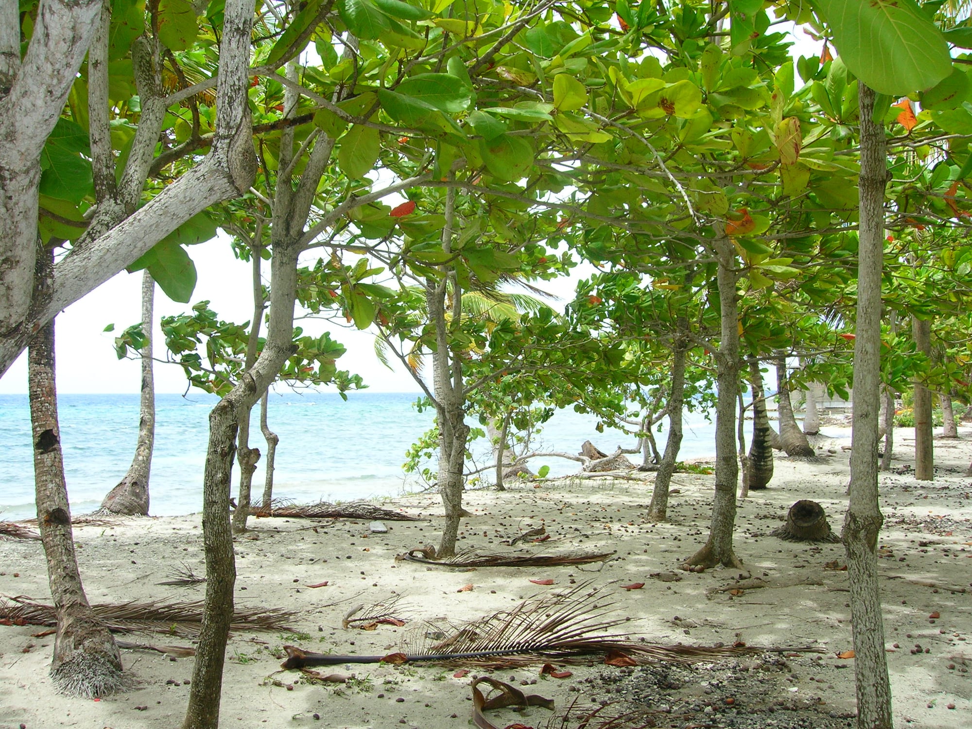 Shady trees growing on white sand beside turquoise sea, with fallen palm fronds on the ground