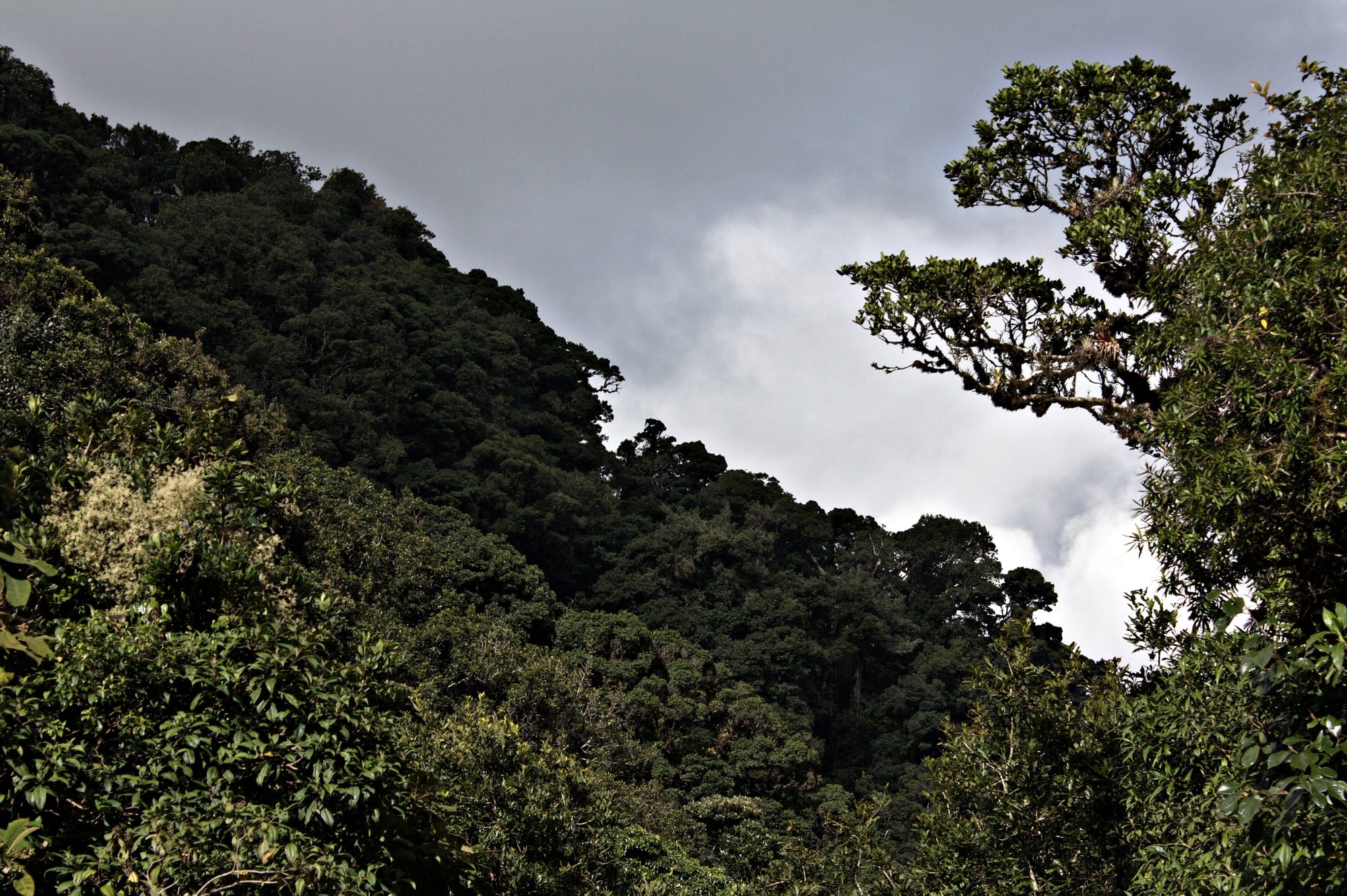 Dense green cloud forest on a steep ridge beneath grey clouds, with a spreading tree in the foreground