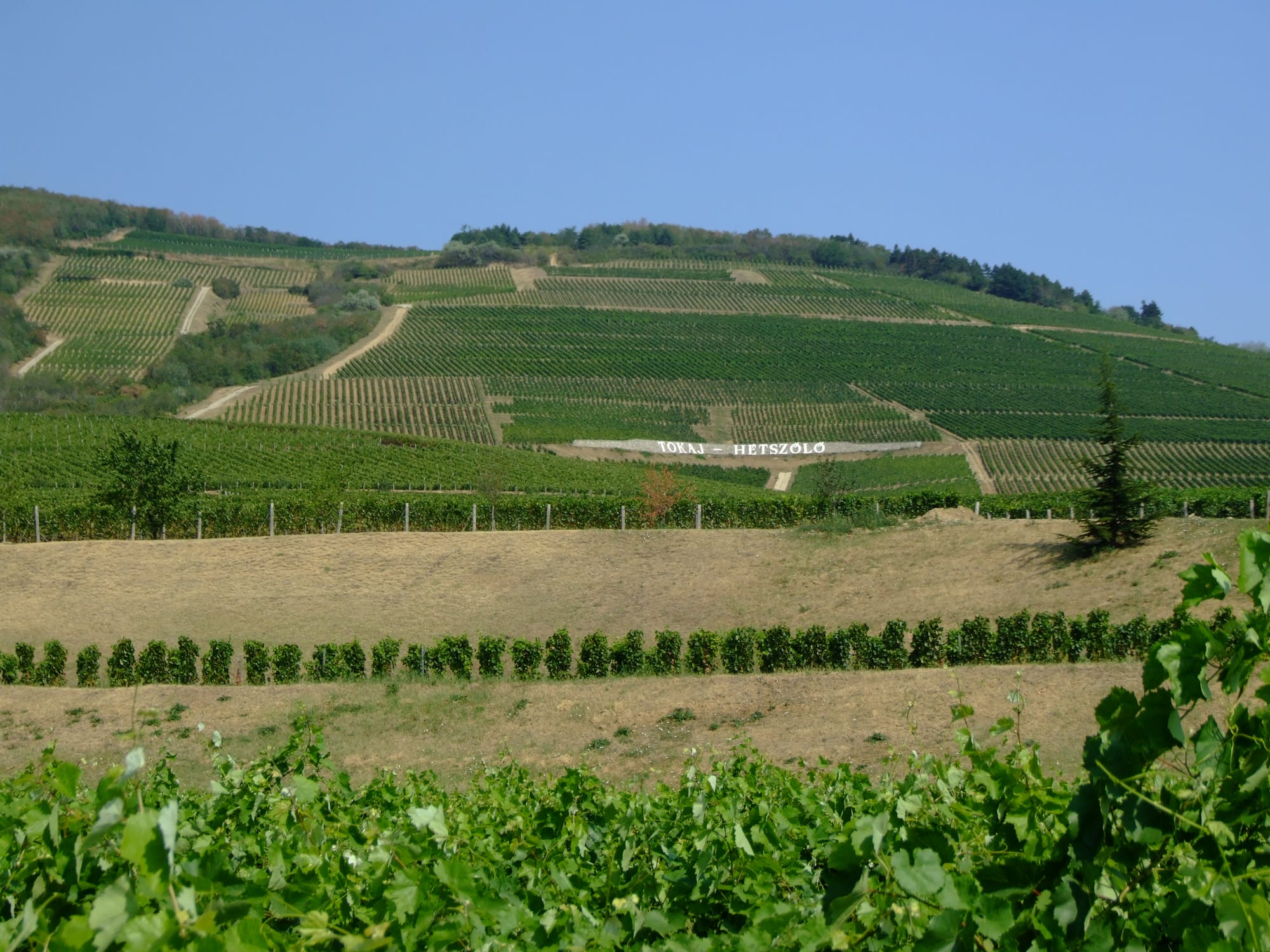 Rows of green vines climbing a hillside under a clear blue sky, with a white estate sign set among the vineyards