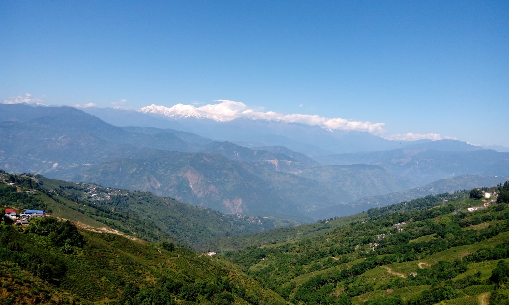 Green hills and tea terraces in the foreground, with layered blue ridges and a distant snow-capped range under a clear sky