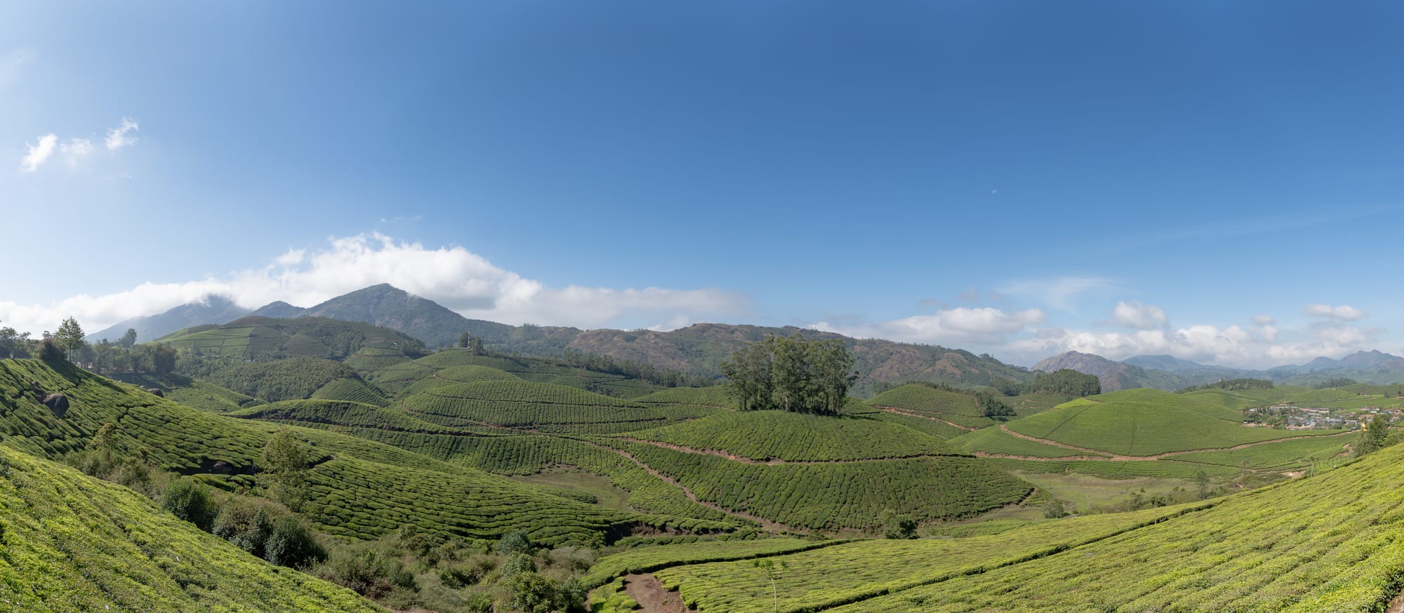 Rolling hills covered in neat rows of green tea bushes, with forested mountains and a blue sky beyond