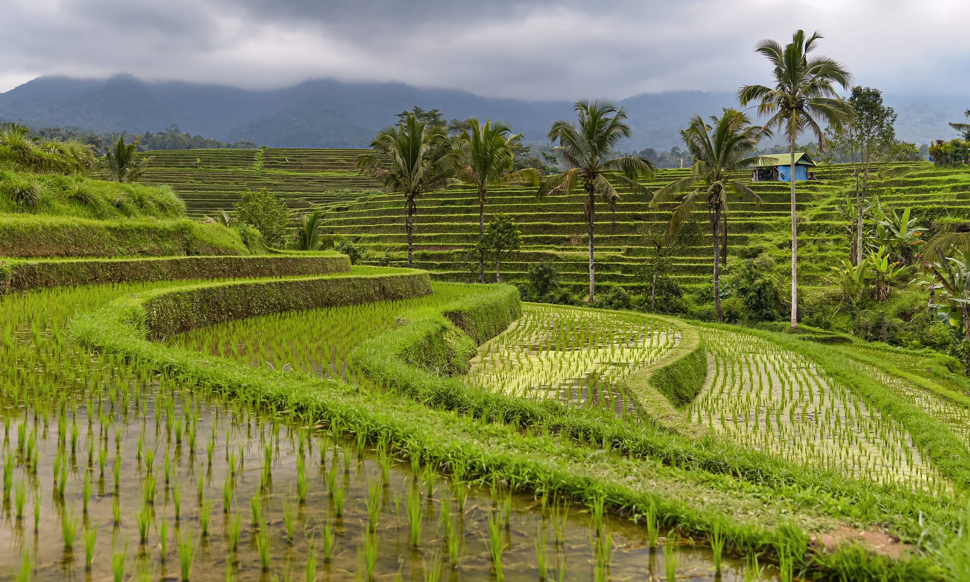 Flooded rice terraces with young green shoots, coconut palms and a hut, below cloud-covered mountains