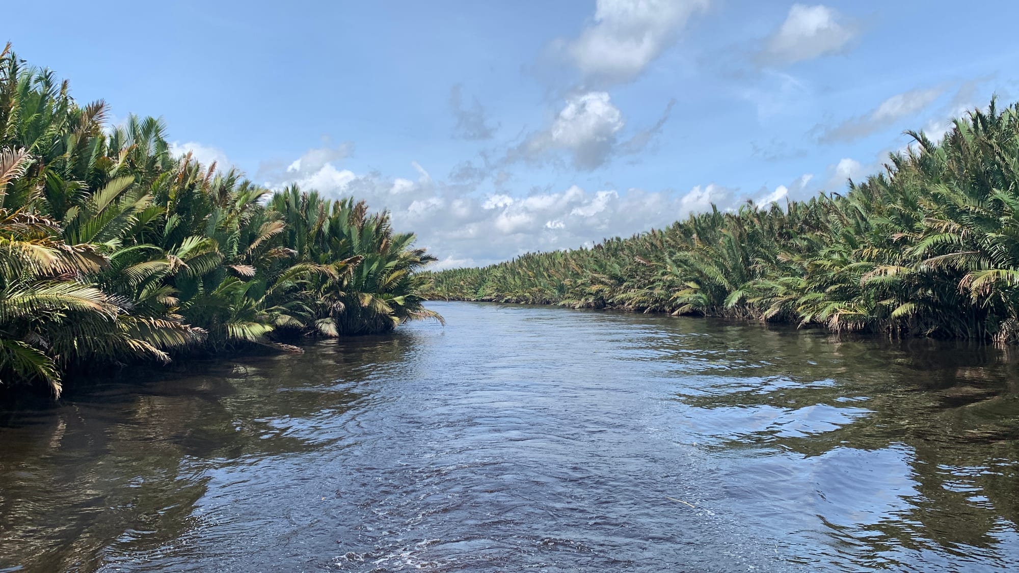 A calm brown river flowing between dense banks of nipa palms under a blue sky with white clouds