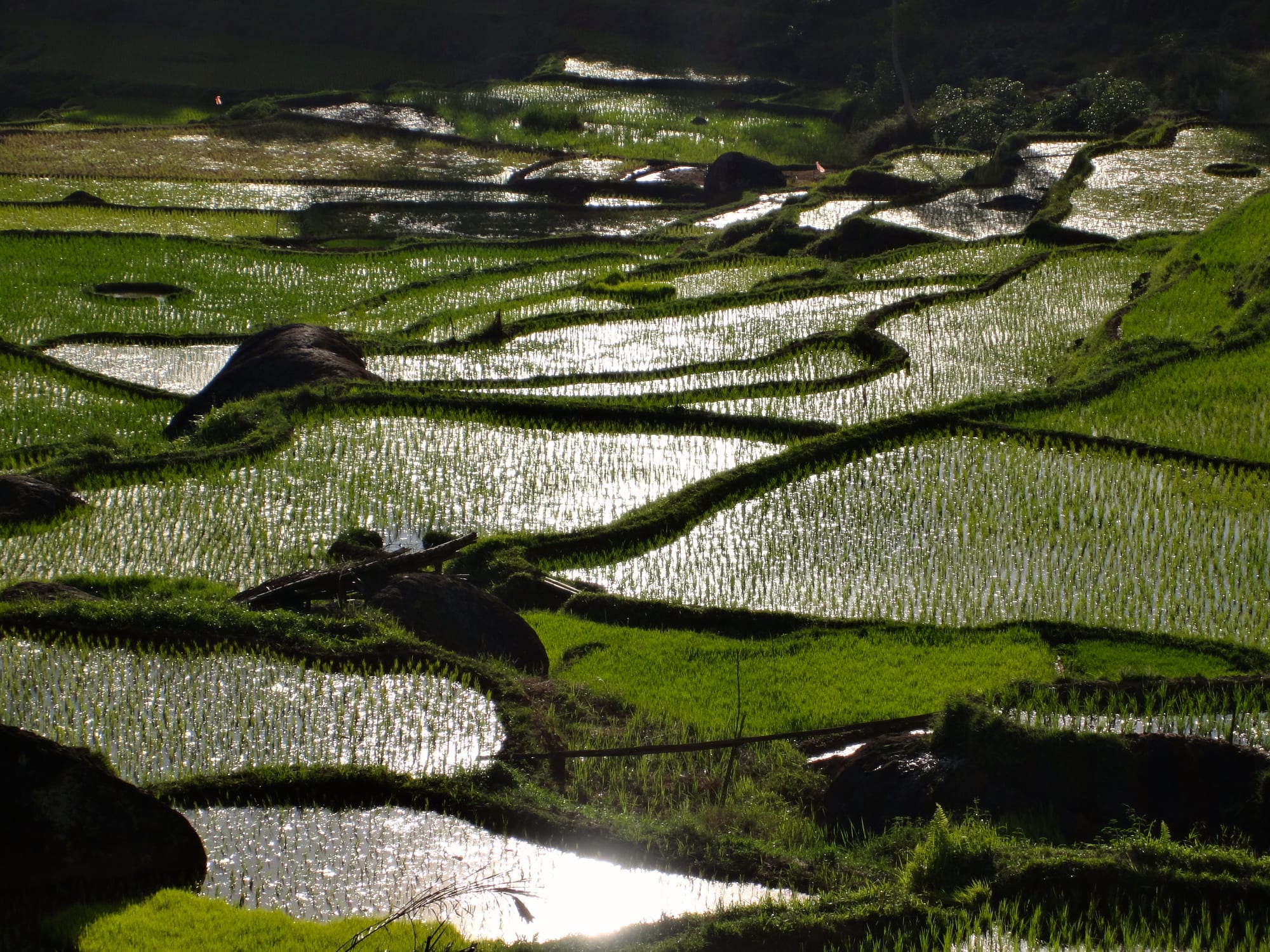Flooded rice terraces with young green plants glinting in low sunlight, scattered with dark boulders