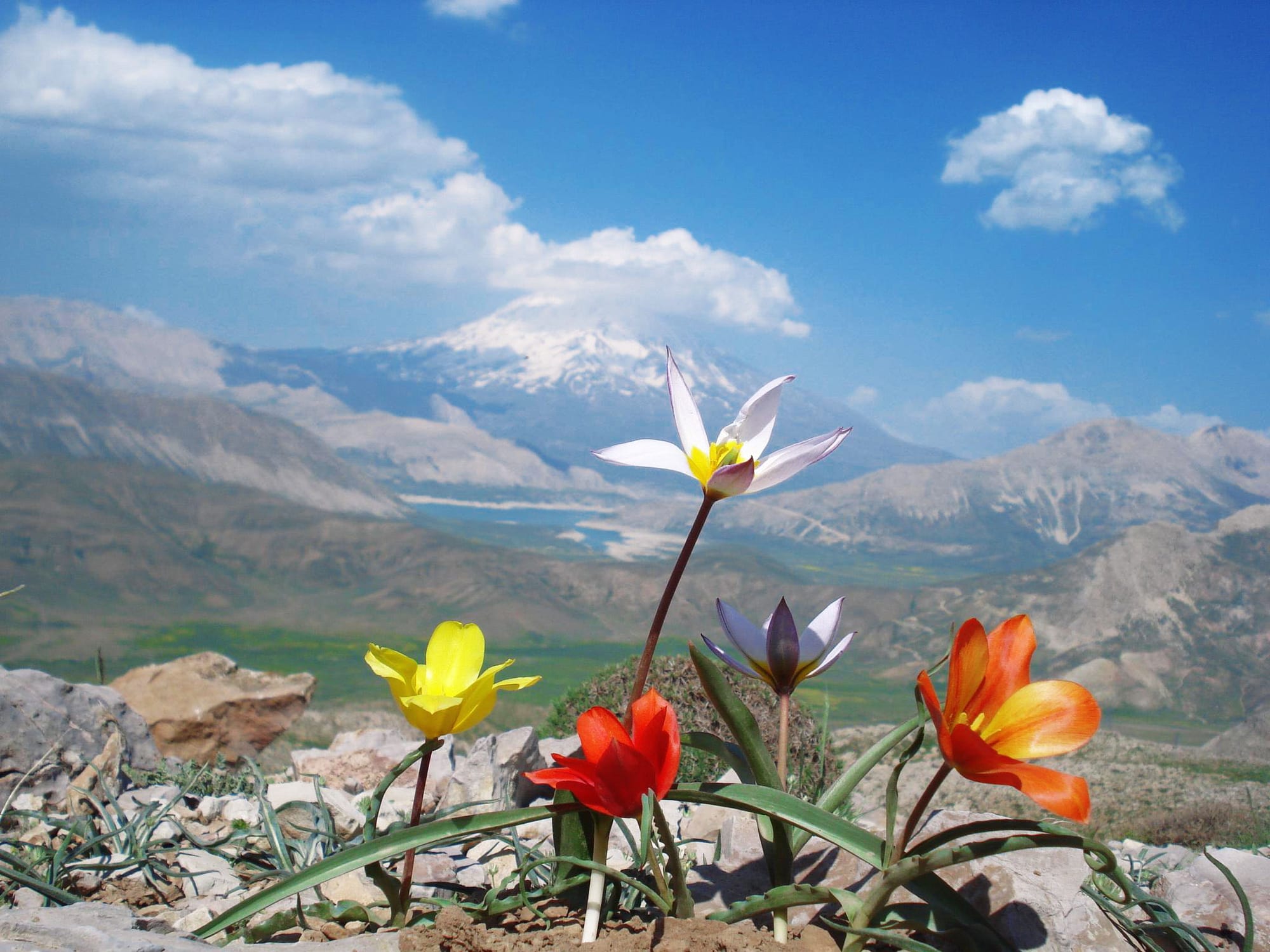 Wild tulips on a rocky slope in the foreground, with Lar Lake in a valley and snow-capped Mount Damavand behind