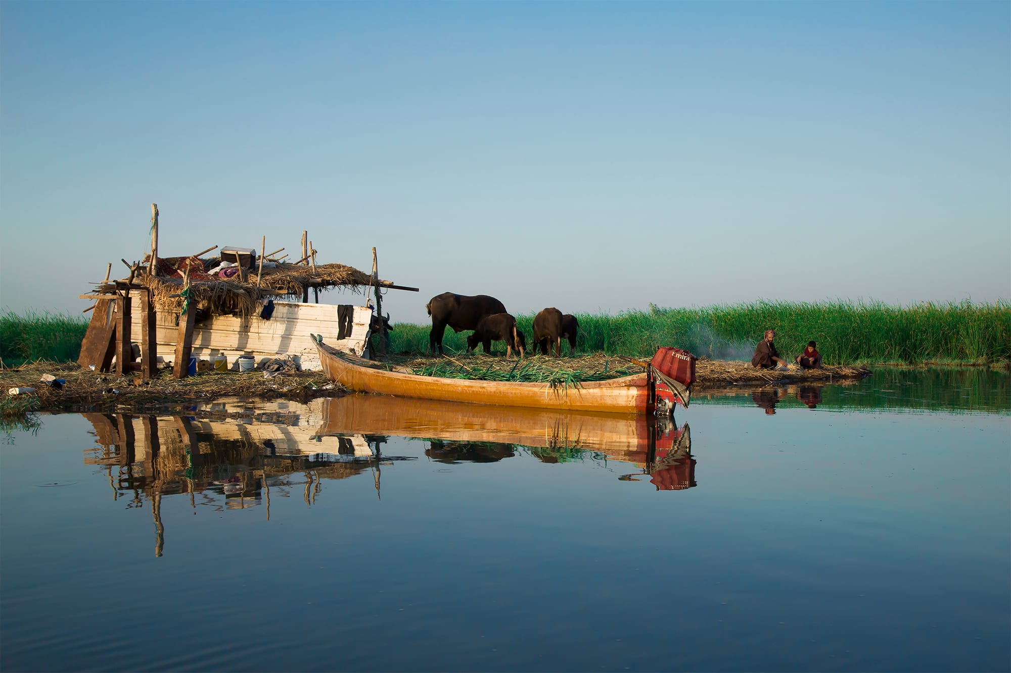 Water buffalo on a reed island beside a wooden boat and a small shelter, reflected in the still water of a marsh
