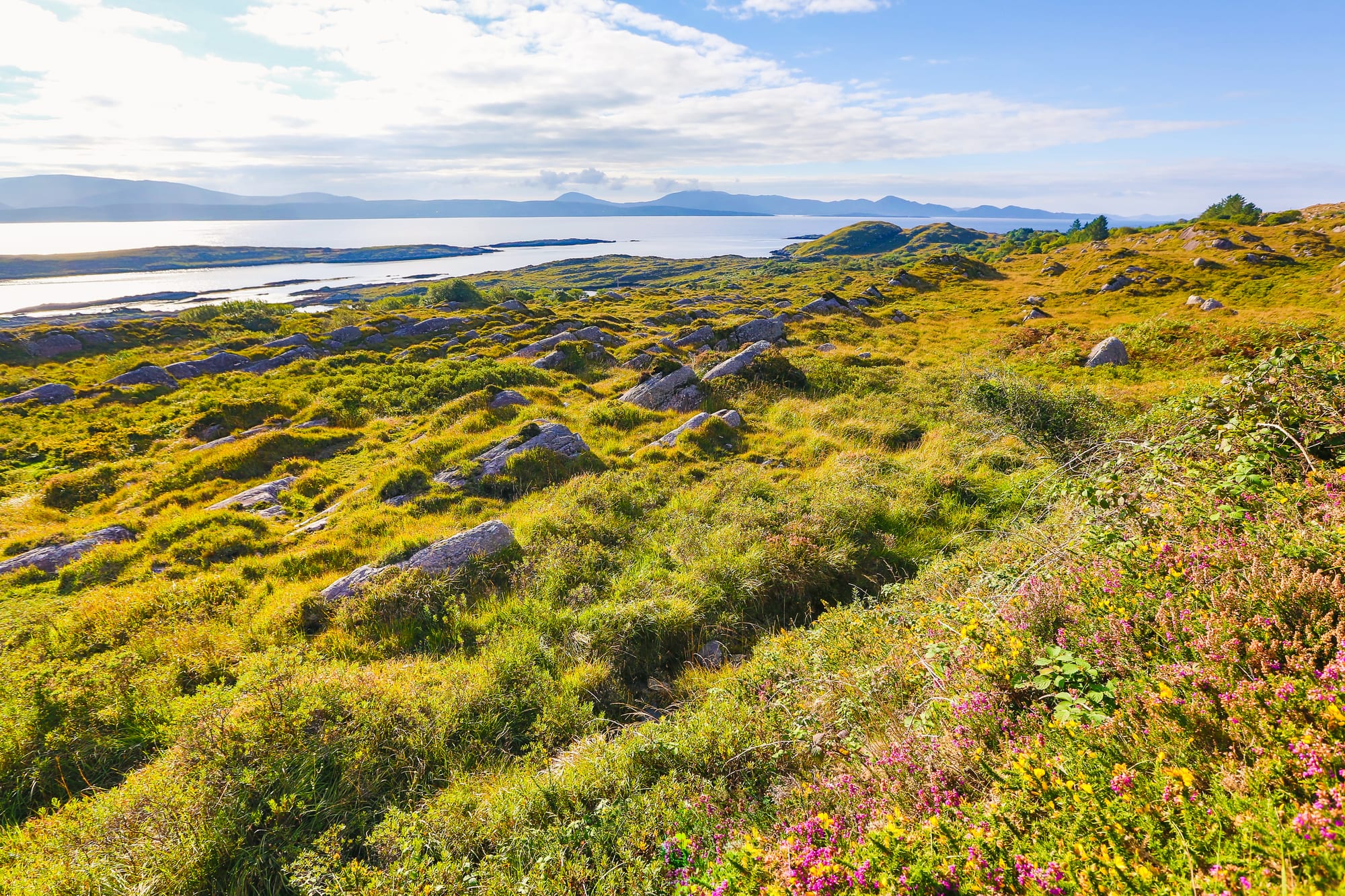 Heather and grass among grey rock outcrops above a sunlit bay, with low islands and distant mountains beyond