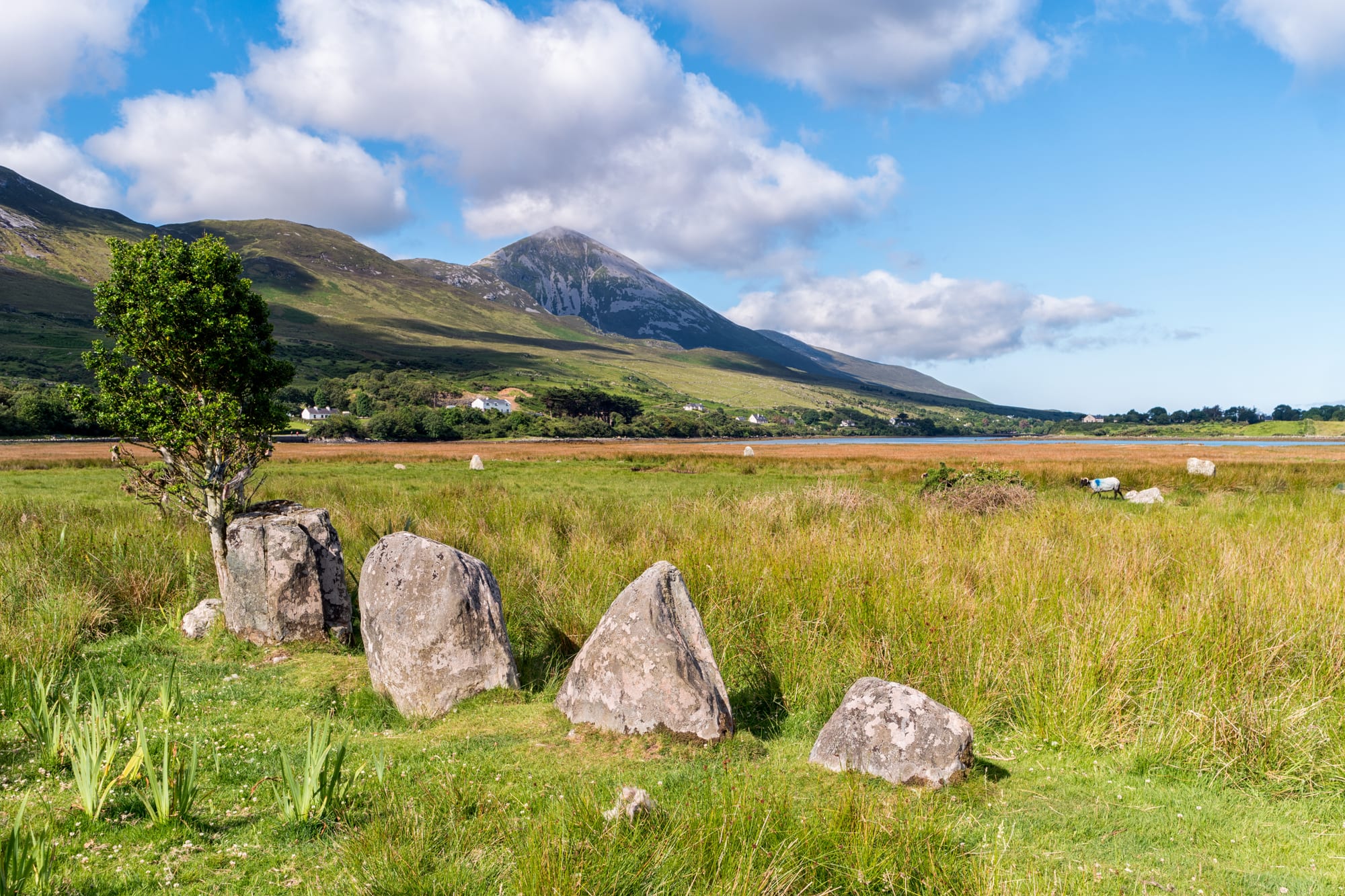 Grey standing stones and a small tree in long marsh grass, with the cone-shaped peak of Croagh Patrick behind