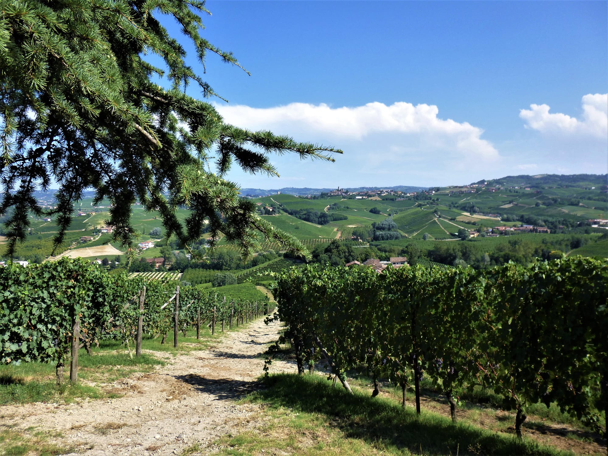 Rows of vines along a dirt track in the foreground, with green vineyard hills and hilltop villages beyond