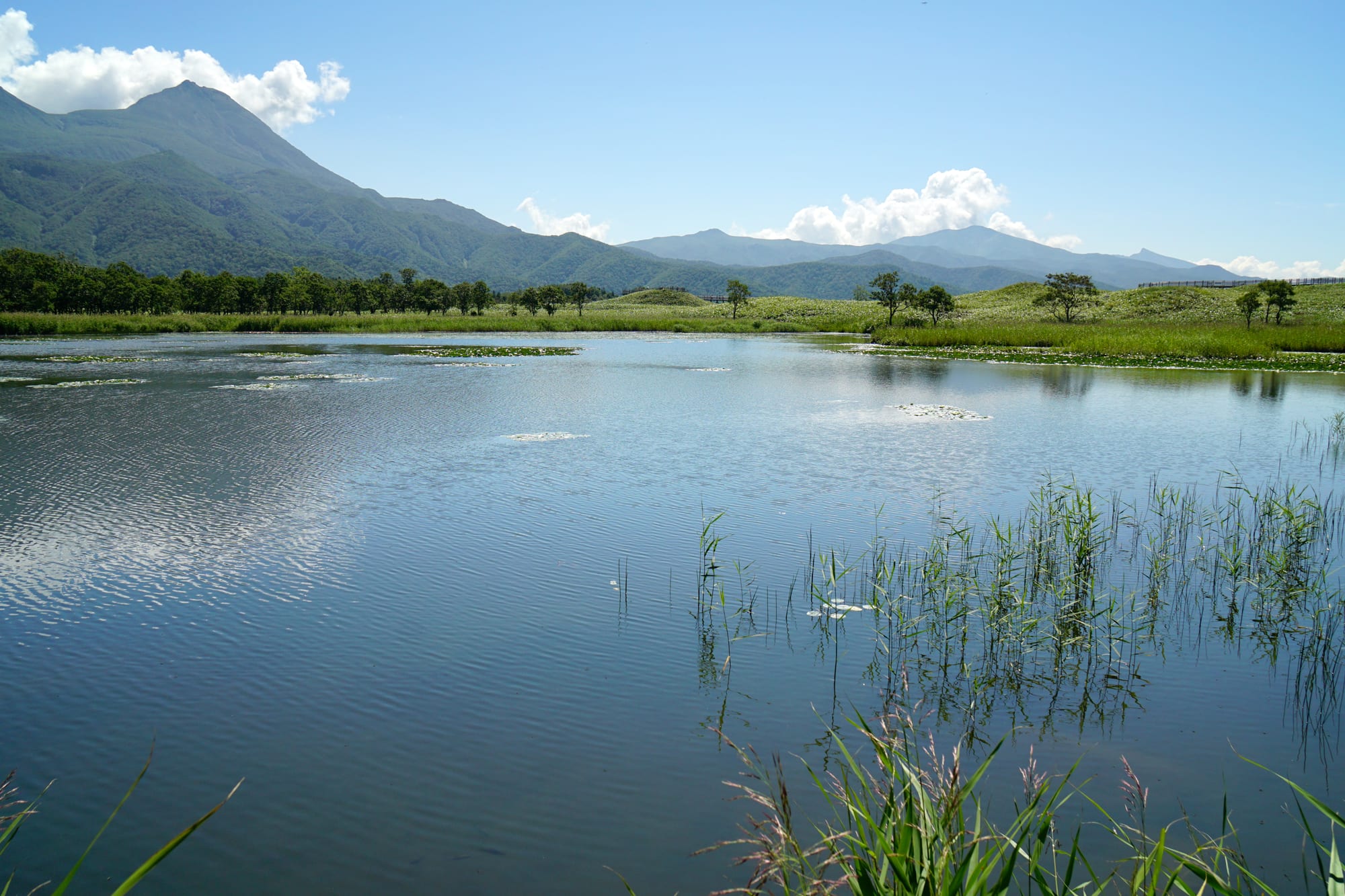 A calm lake fringed with reeds and grassland, with green forested mountains under a blue summer sky