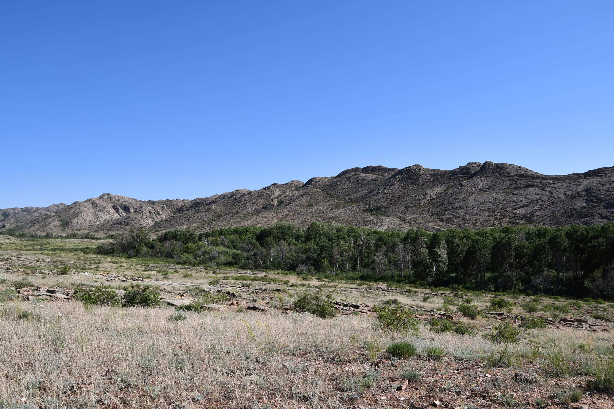 Dry grassy steppe in the foreground, a belt of green trees and a ridge of bare rocky hills under a clear blue sky
