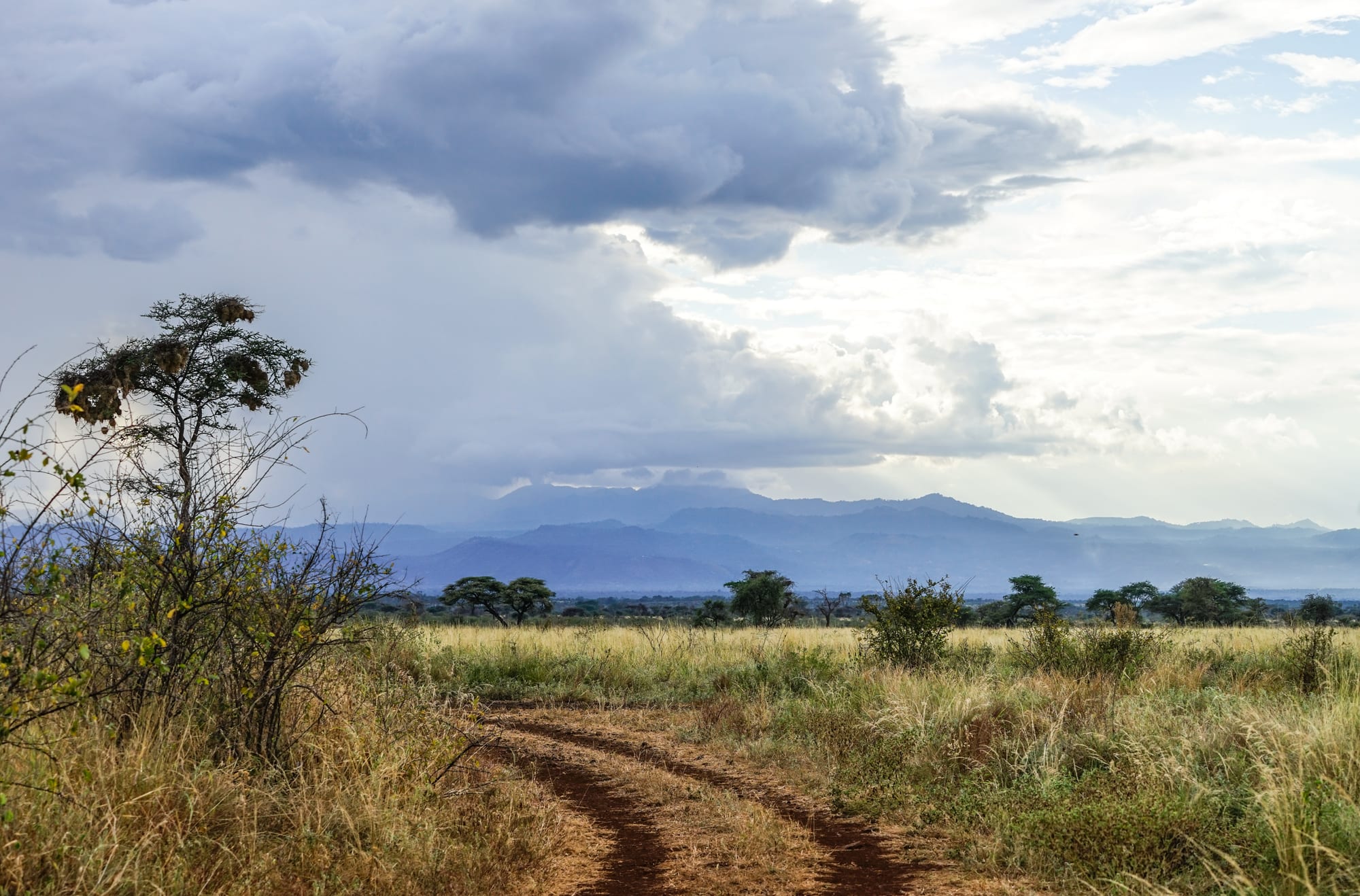 A red dirt track running through tall grass and scattered trees towards blue hills under heavy grey clouds