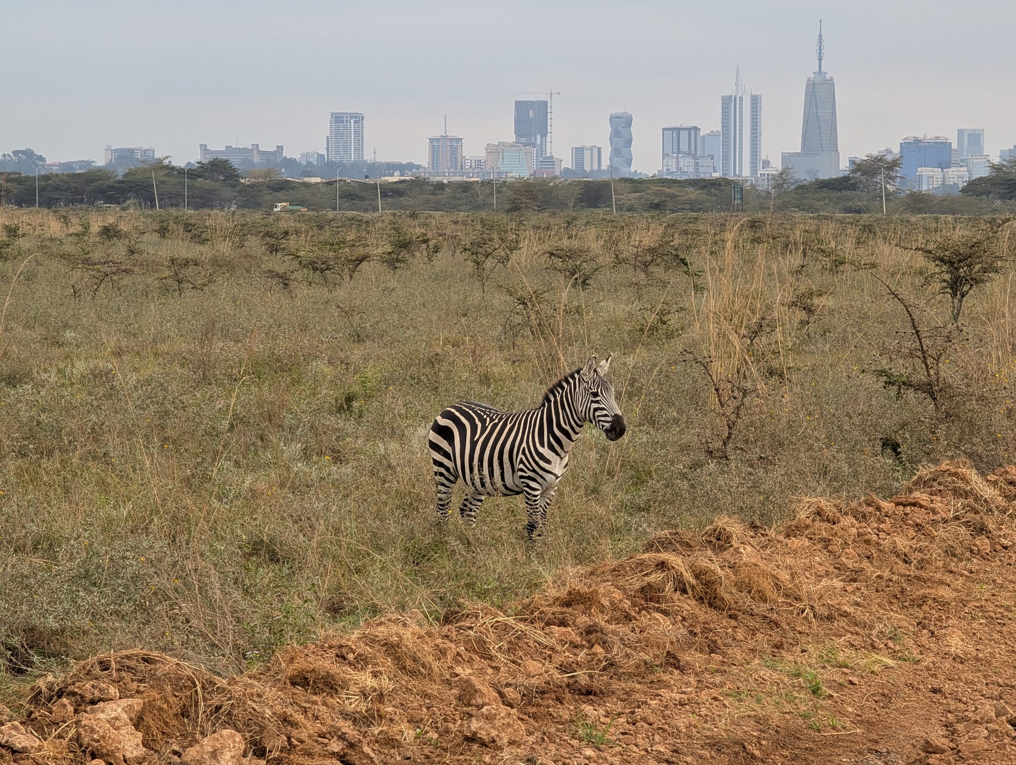 A zebra standing in dry grass and acacia scrub, with the towers of Nairobi's skyline on the horizon