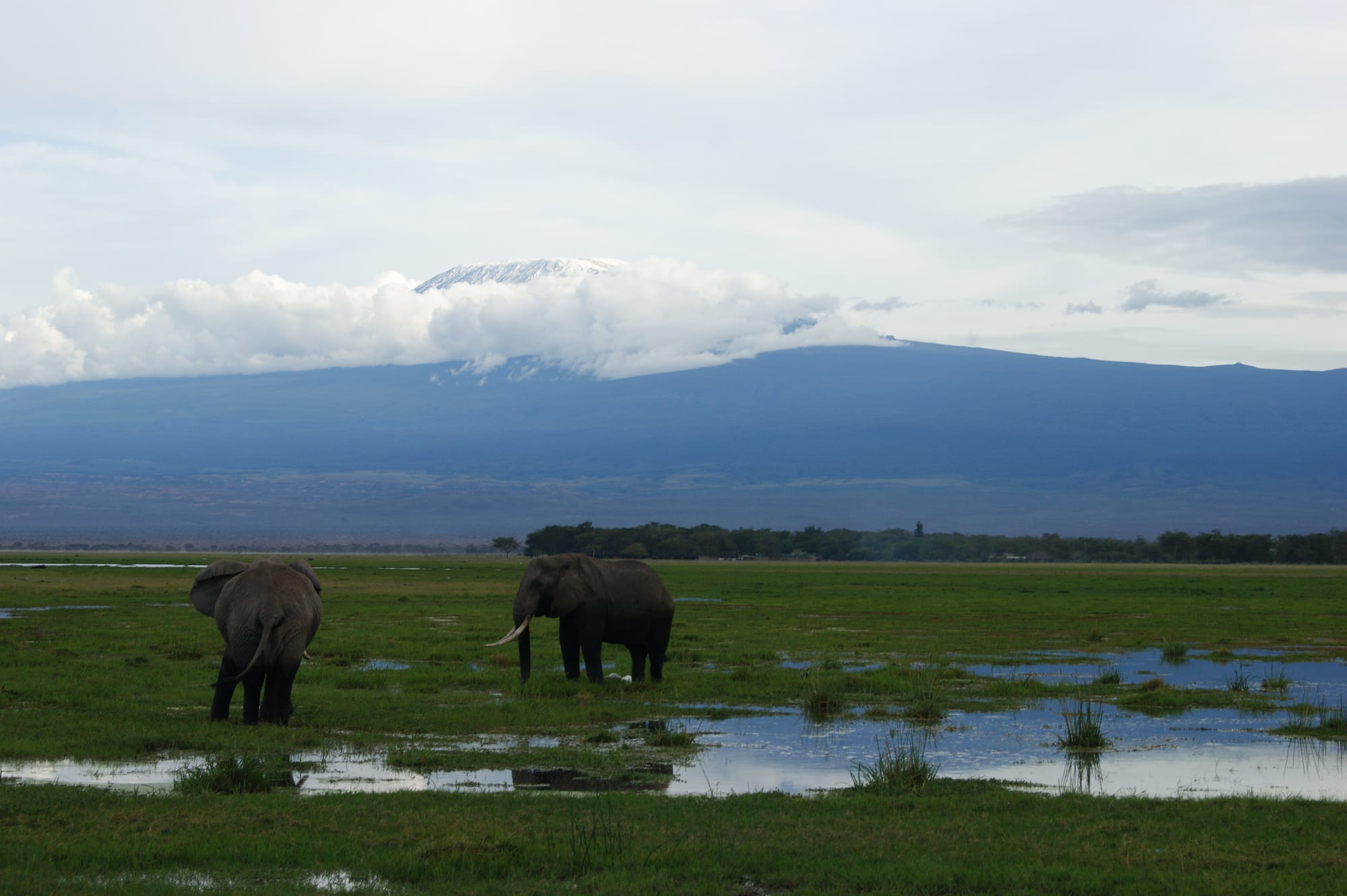A herd of elephants crossing golden grassland with the snow-capped bulk of Kilimanjaro rising behind them