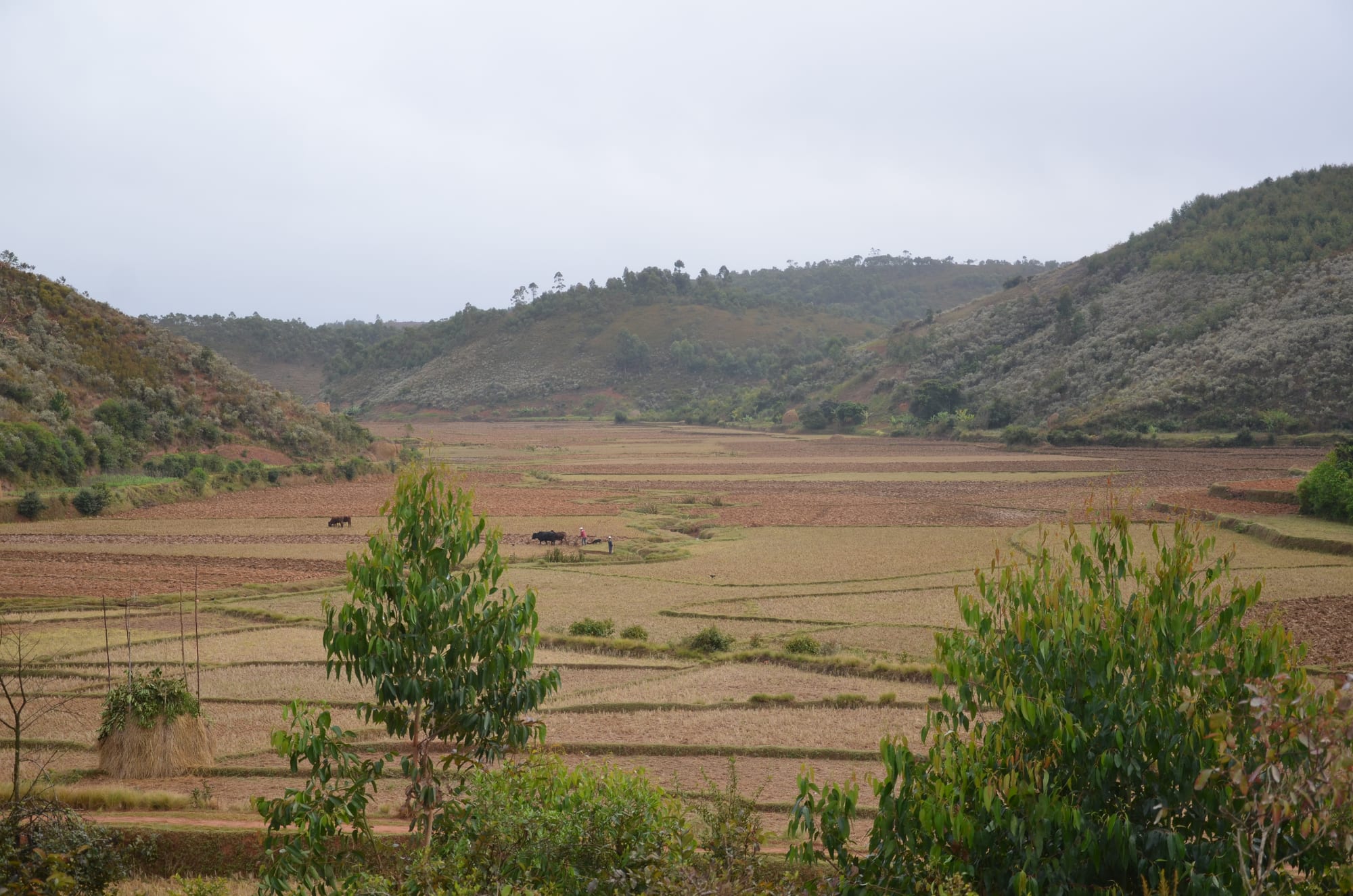 Harvested rice paddies filling a valley floor between low wooded hills, with zebu and a farmer ploughing