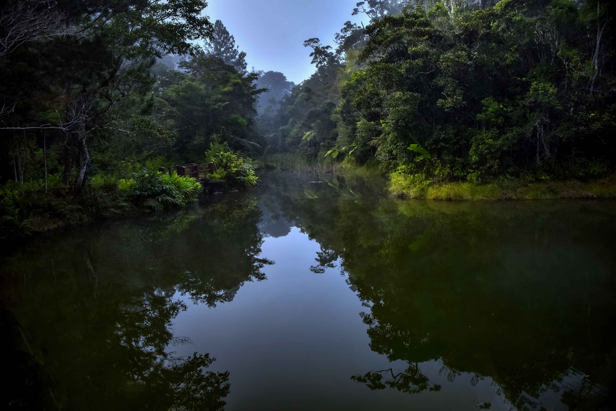 A still forest pool reflecting dense green rainforest and ferns, with mist among the trees at dawn