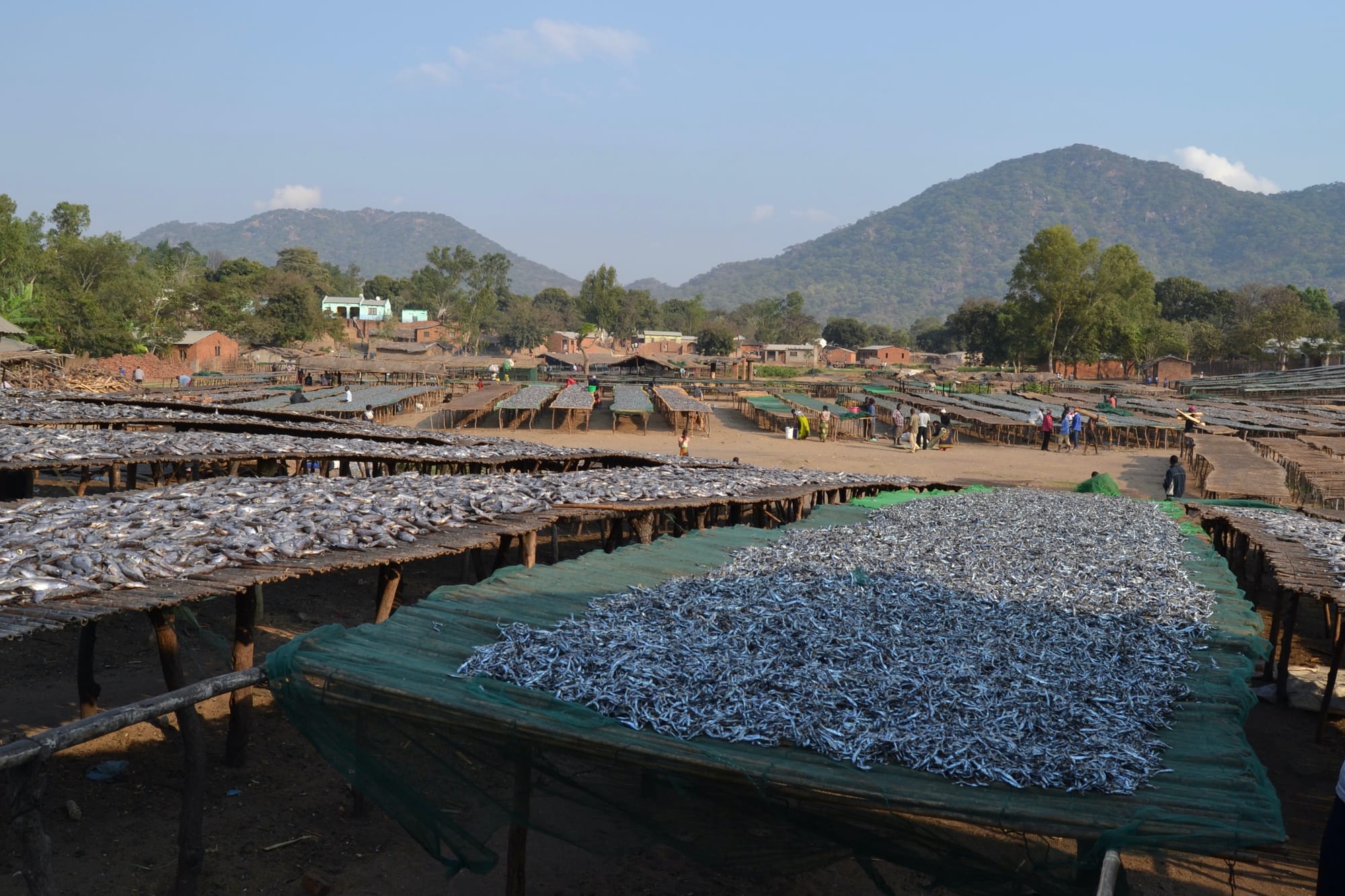 Rows of small silver fish drying on raised wooden racks in a lakeside village, with green hills behind