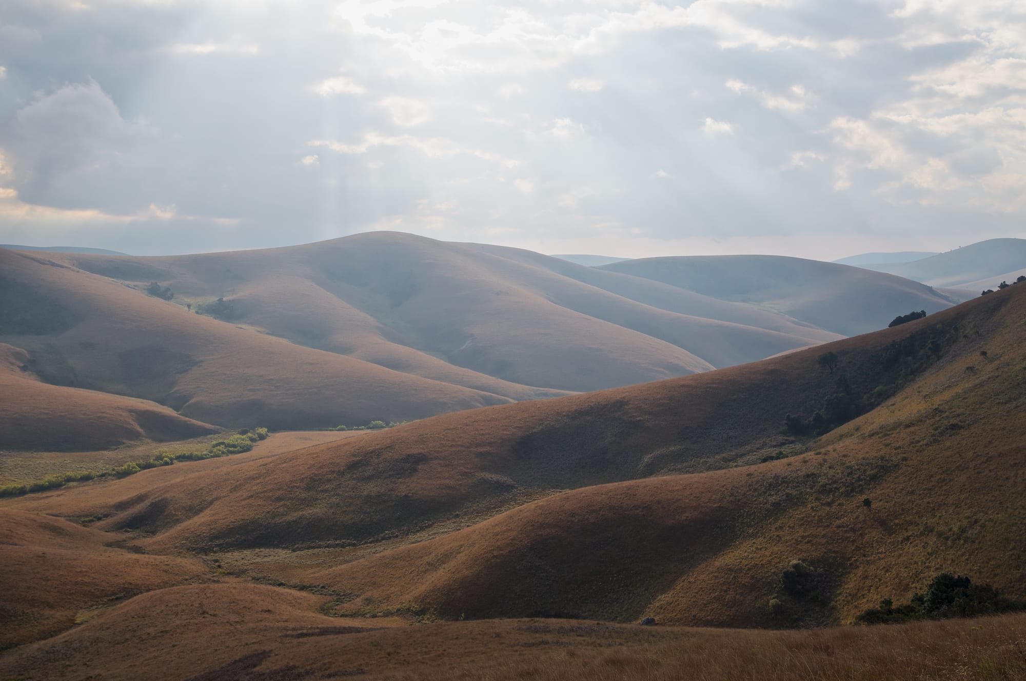 Rolling golden-brown grassy hills under a cloudy sky, with dark patches of forest in the folds