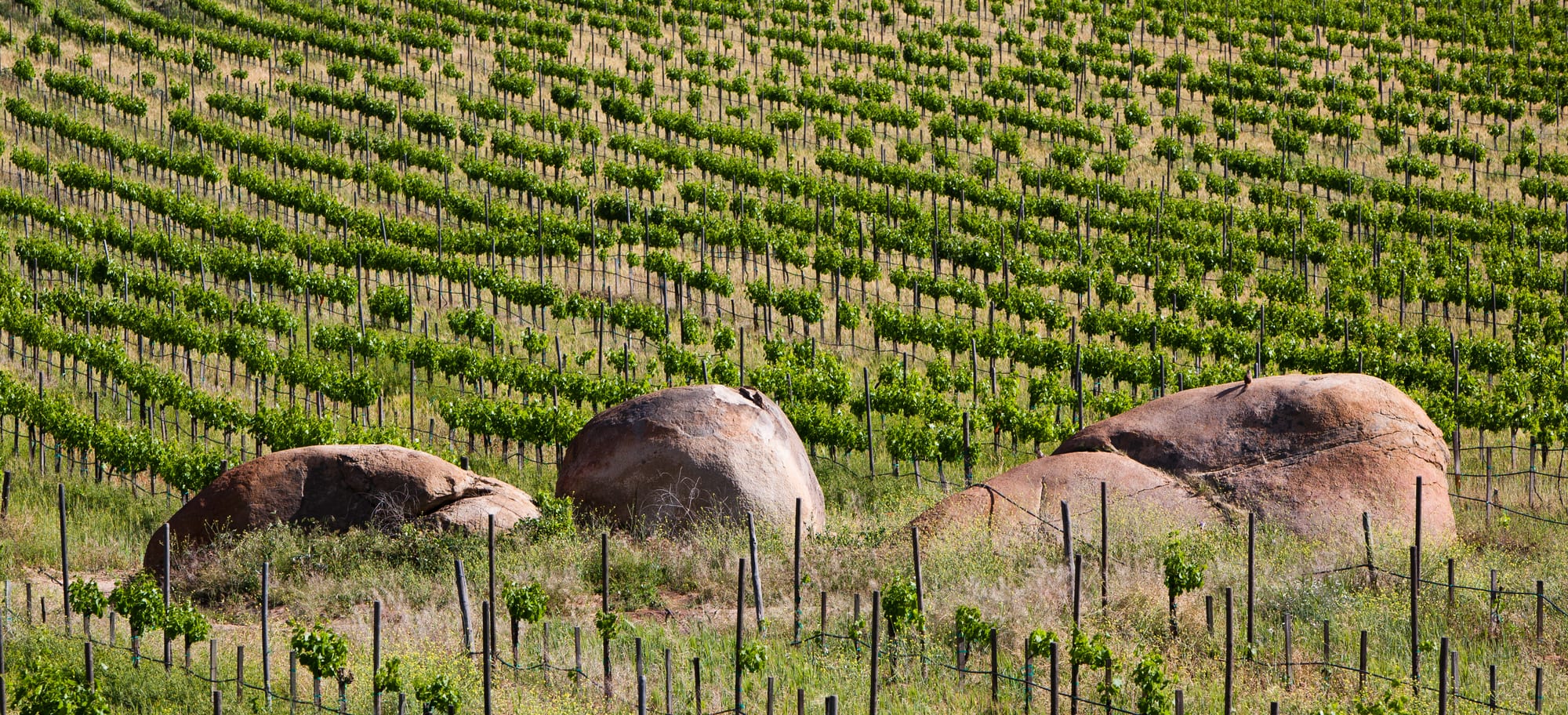 Rows of green grapevines on a sunny slope, with three large rounded granite boulders among the vines