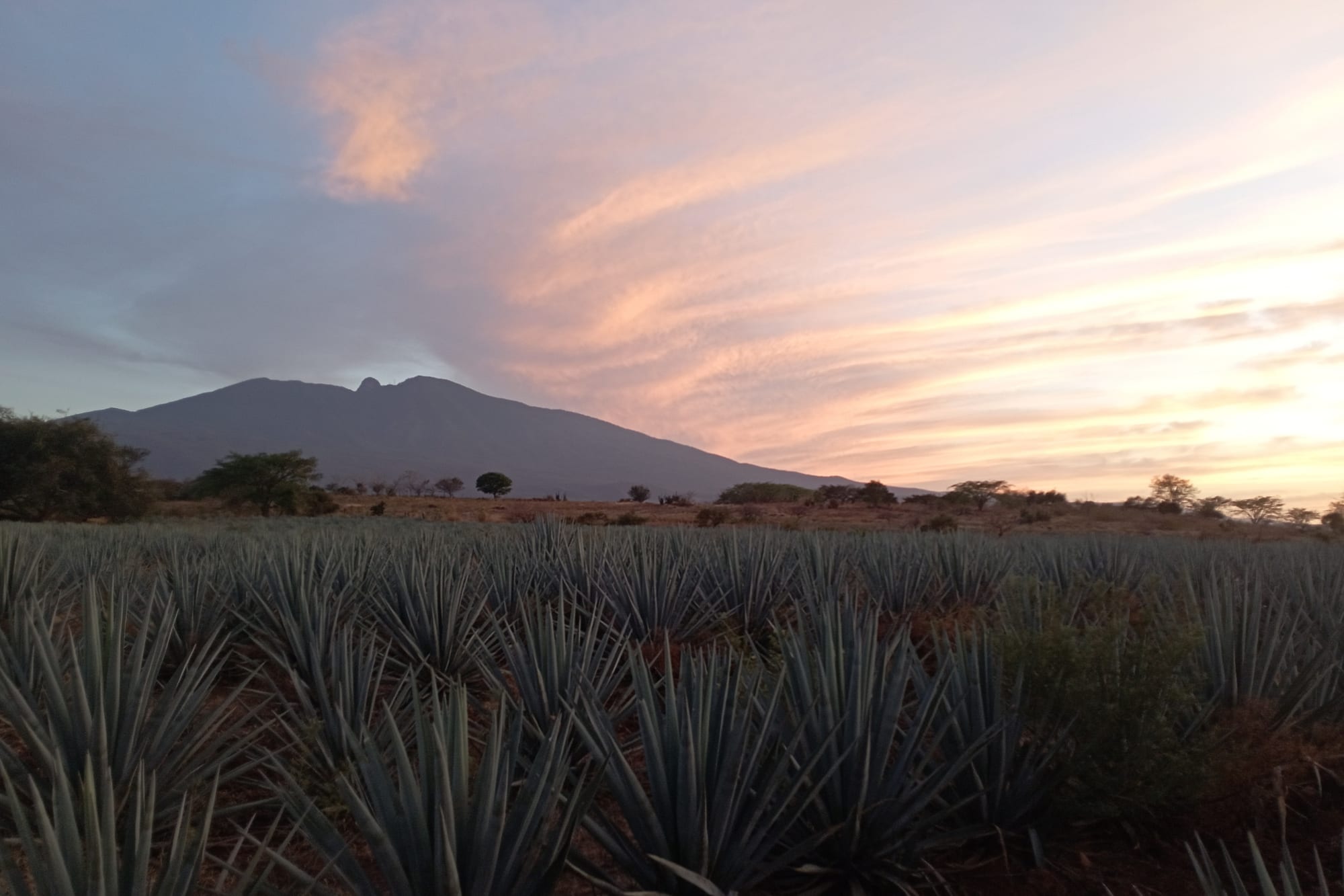 Rows of spiky blue agave plants in a field below a dark volcano, under a pink and orange sunset sky