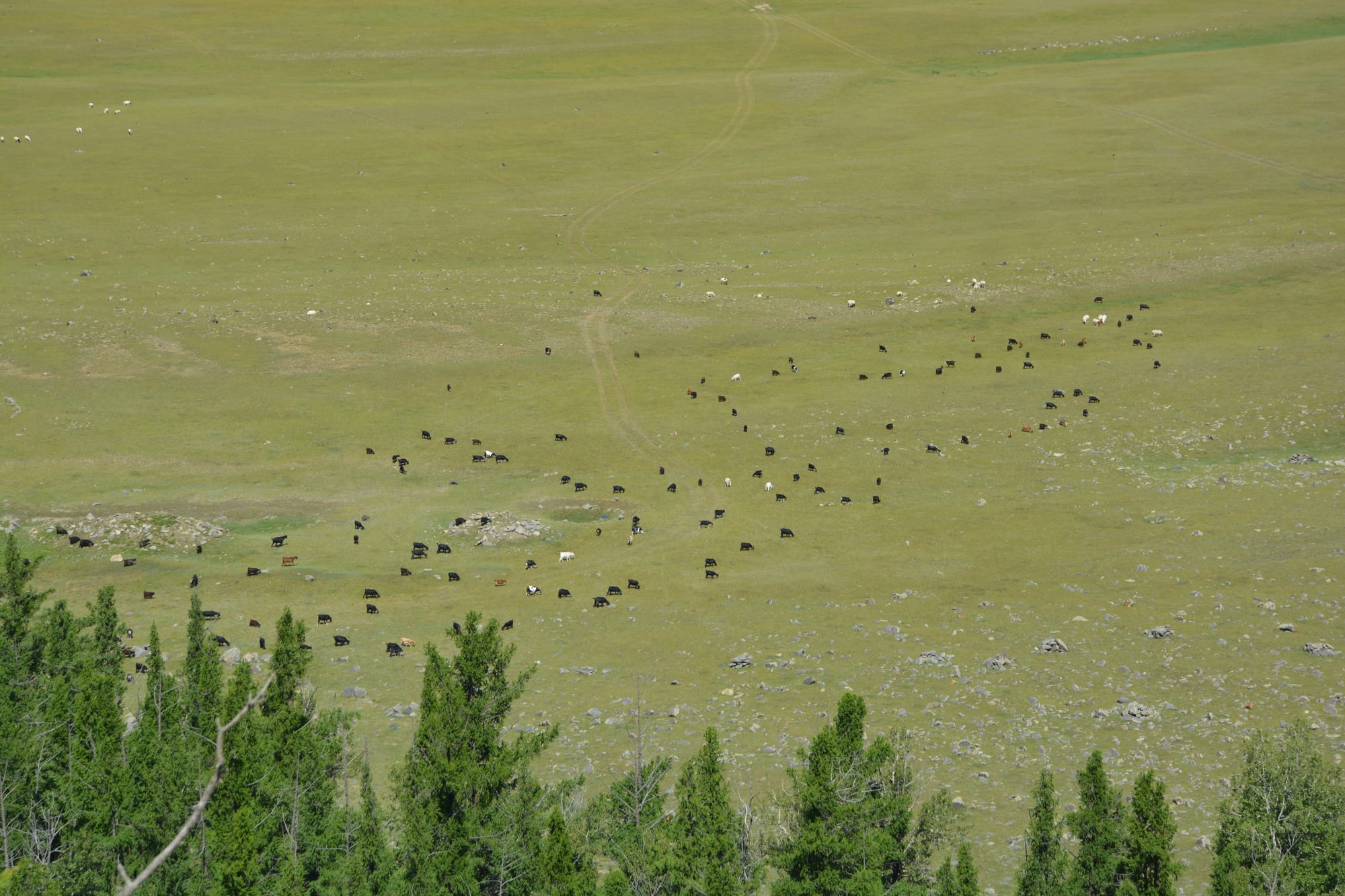 A herd of sheep and goats grazing across a wide green valley floor, seen from above over the tops of conifers