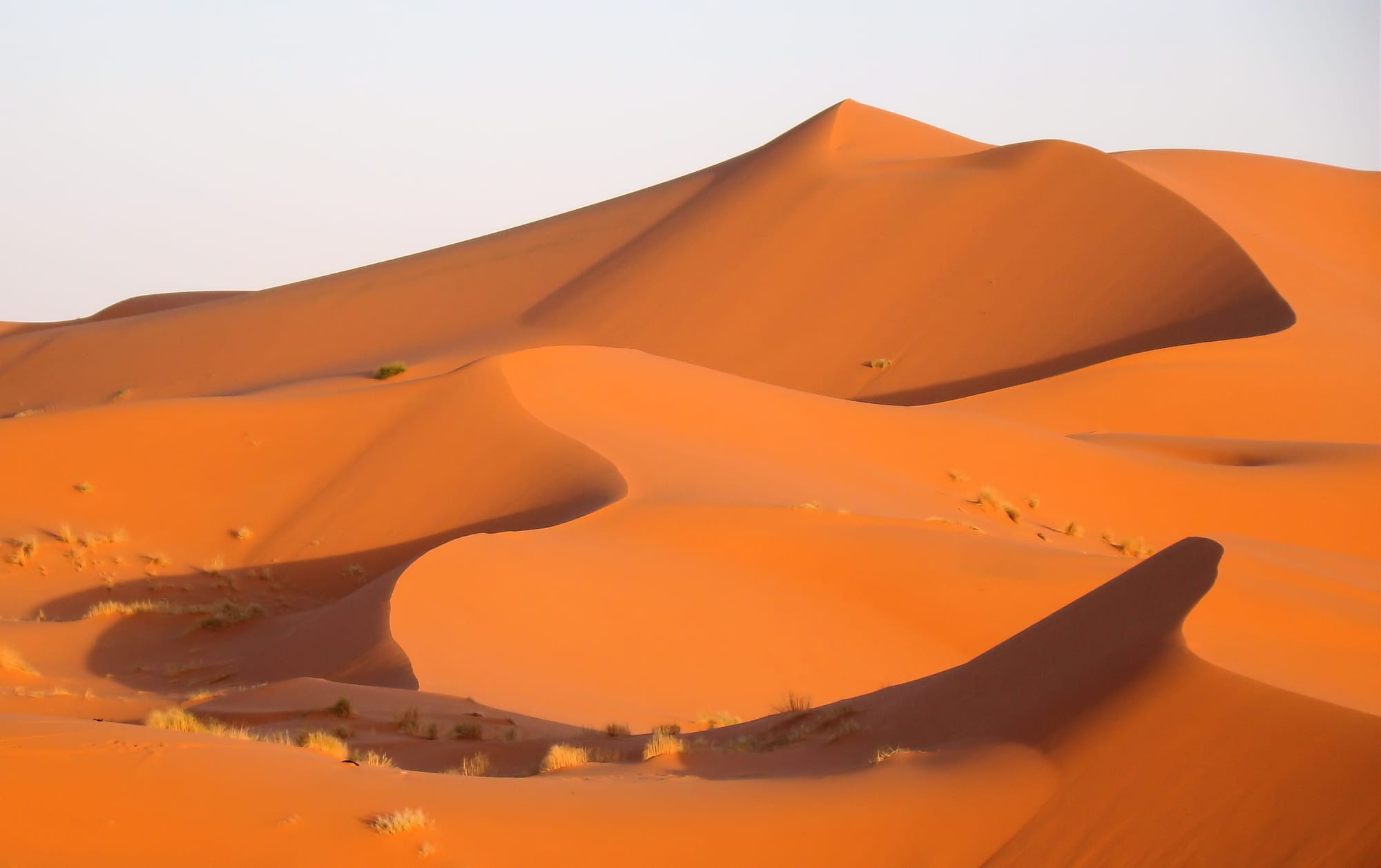 Tall orange sand dunes with sharp crests and long shadows under a pale sky, with tufts of grass in the hollows