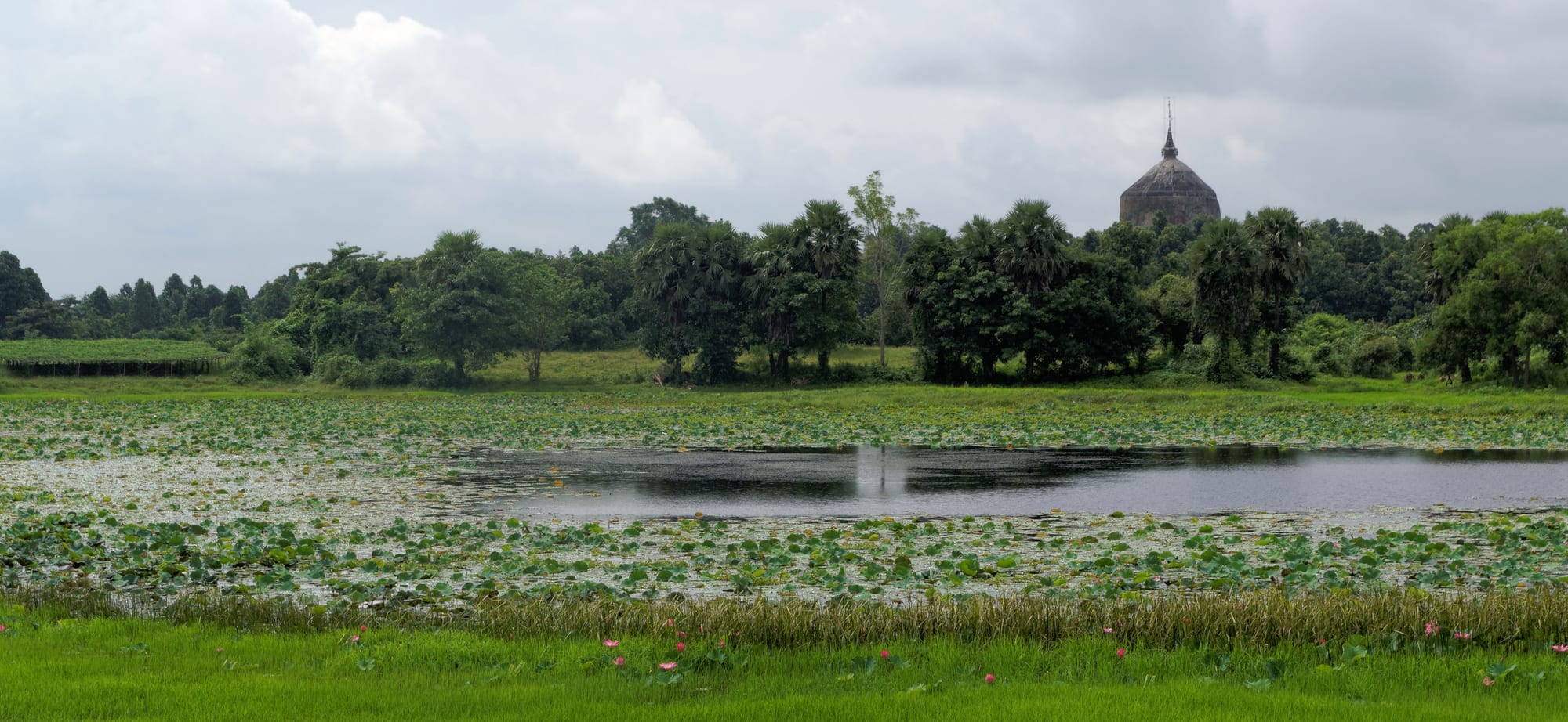 A still pond covered in lotus leaves, with a line of green trees behind and the dark dome of an old brick stupa rising above them under a cloudy sky