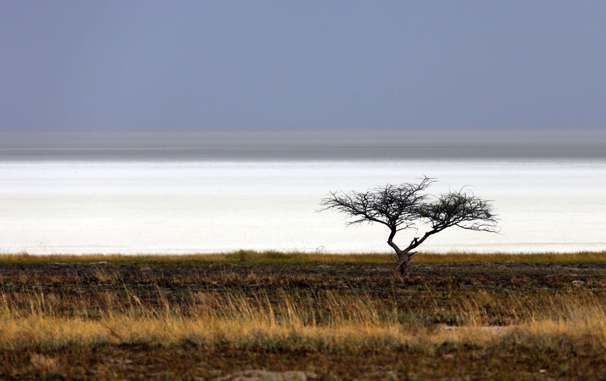 A lone thorn tree in dry grass in front of a flat white salt pan shimmering in the heat