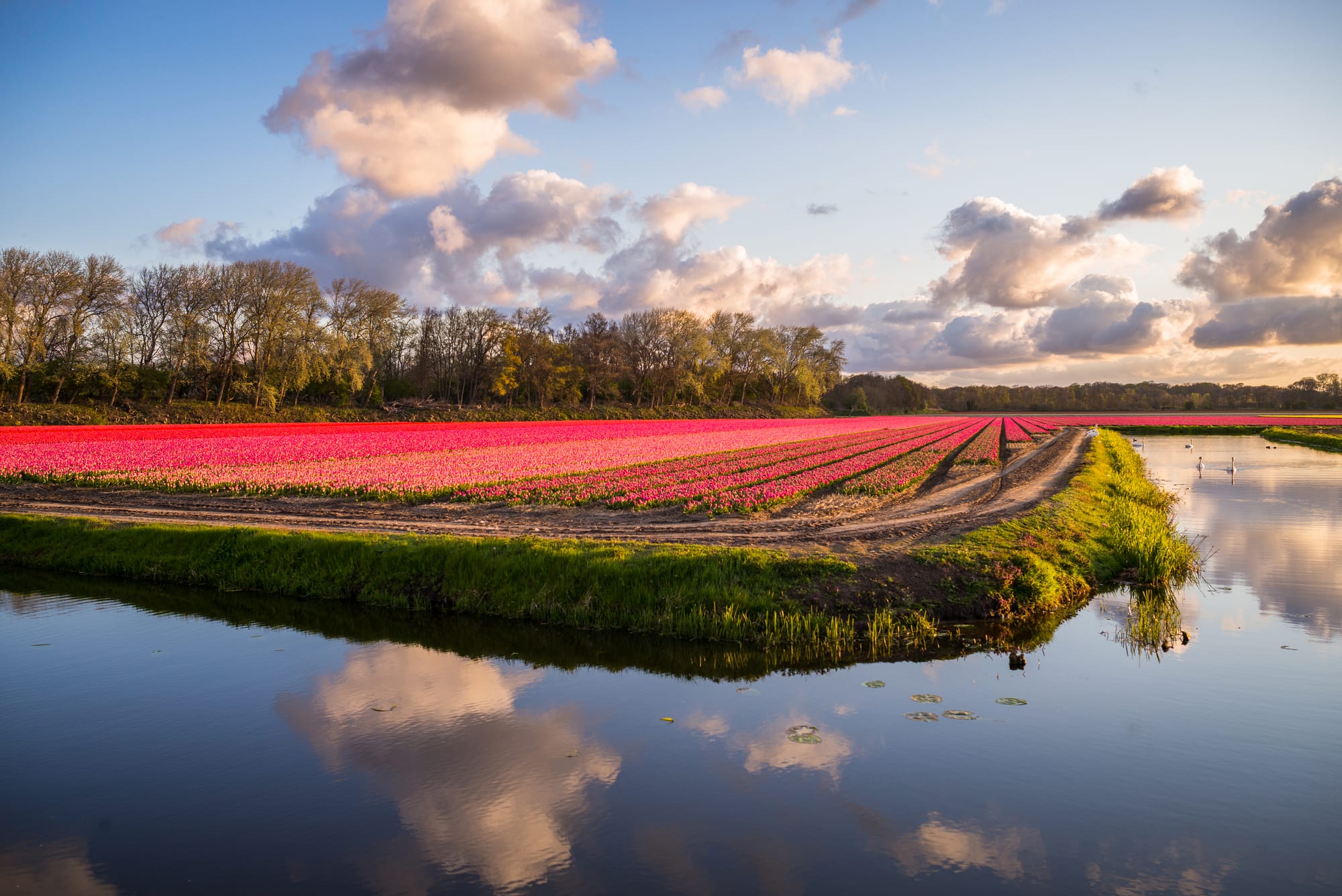 Long rows of bright pink tulips stretching towards a line of trees, beside a still channel of water that mirrors golden-lit clouds and a blue sky
