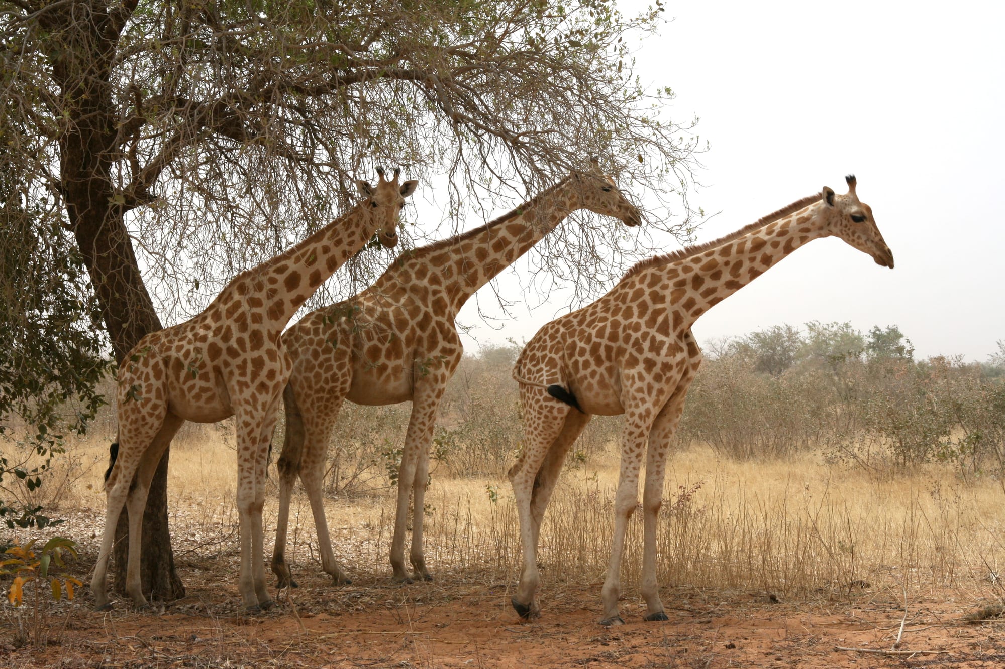 Three giraffes with pale orange patches standing beneath a bare acacia in dry golden savanna