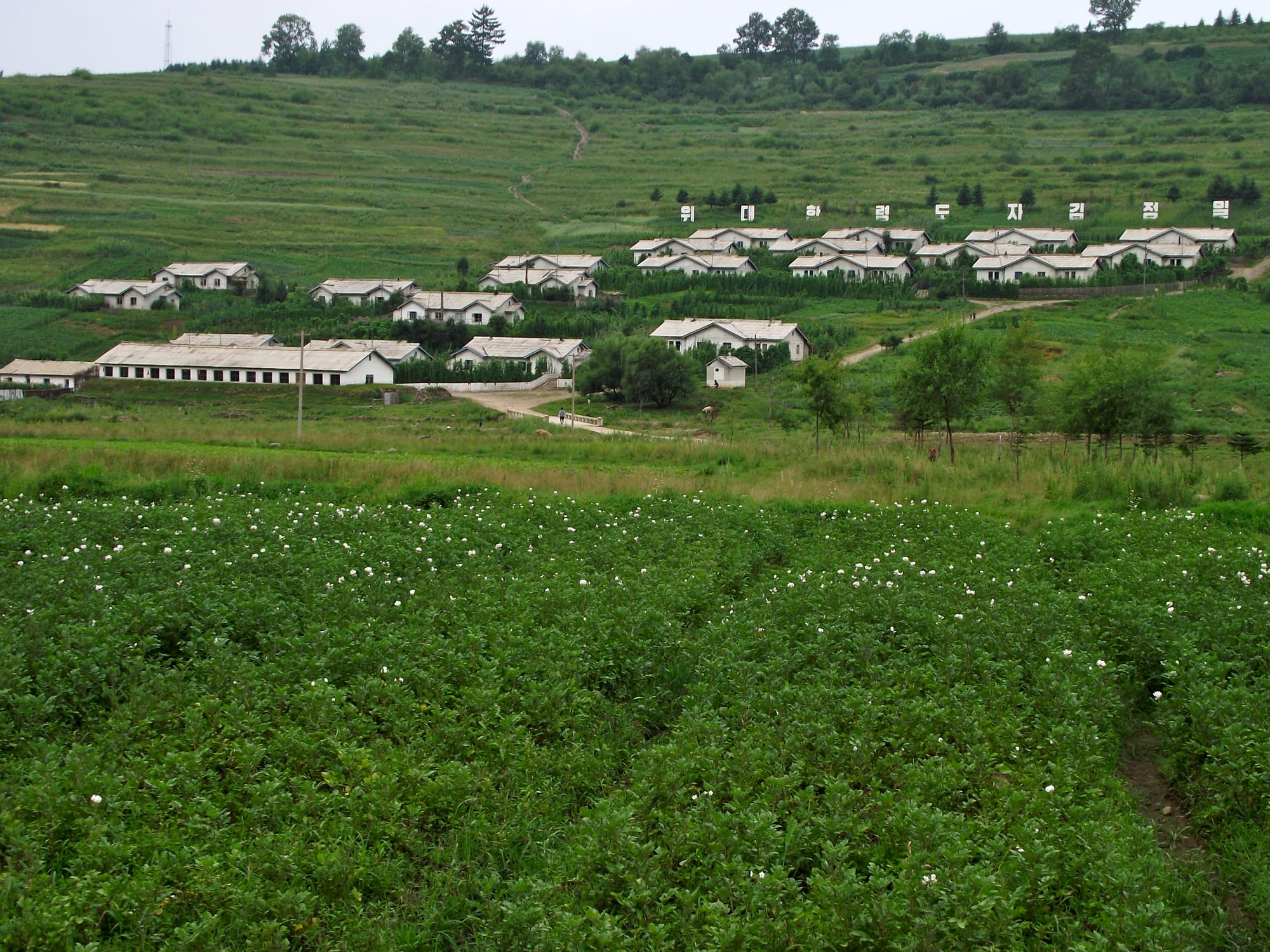 A flowering potato field in front of rows of white single-storey houses on a green hillside with a line of slogan letters