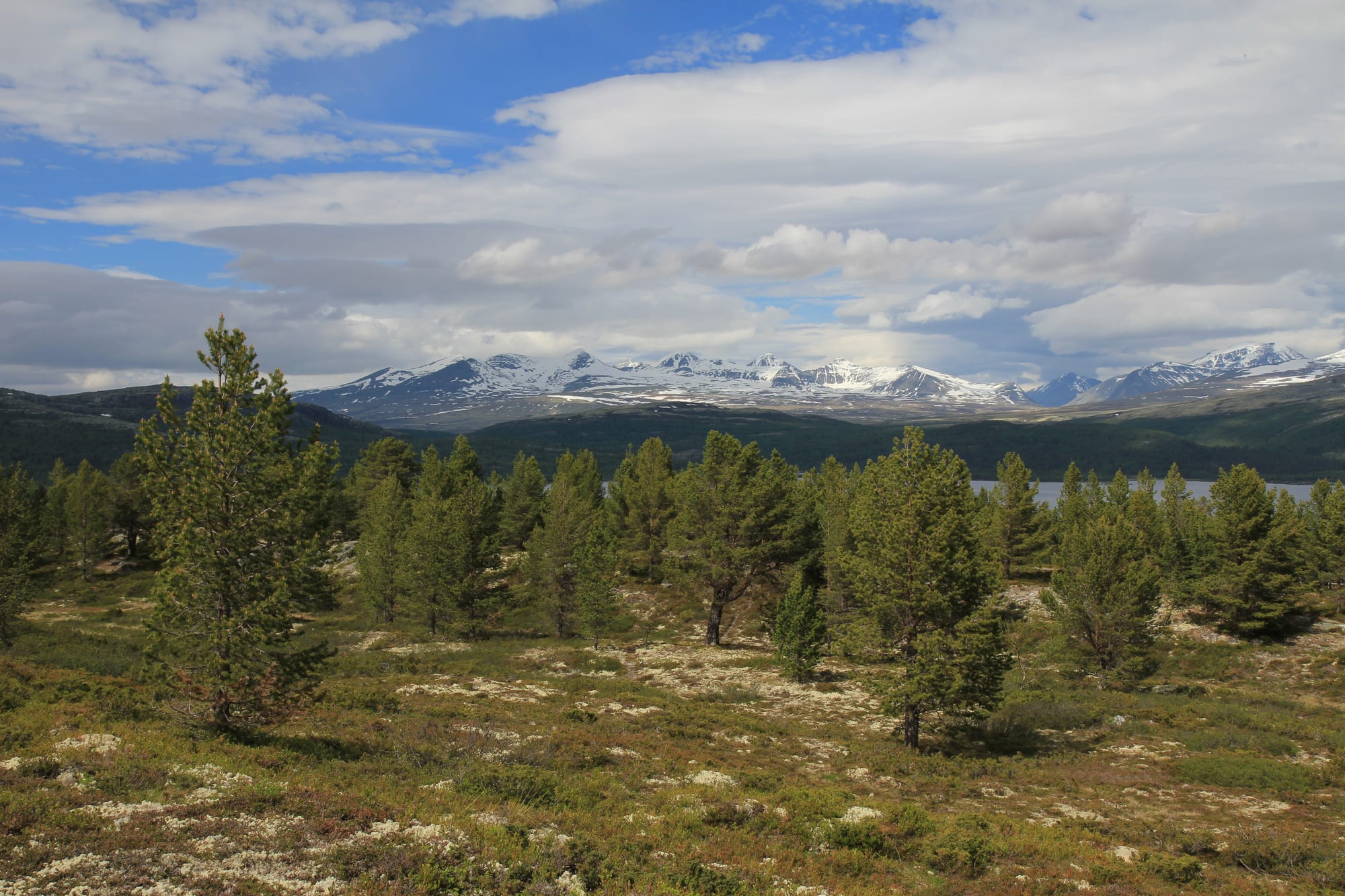 Pine trees on a lichen-covered heath with a lake behind and a line of snow-streaked Rondane peaks under a cloudy sky