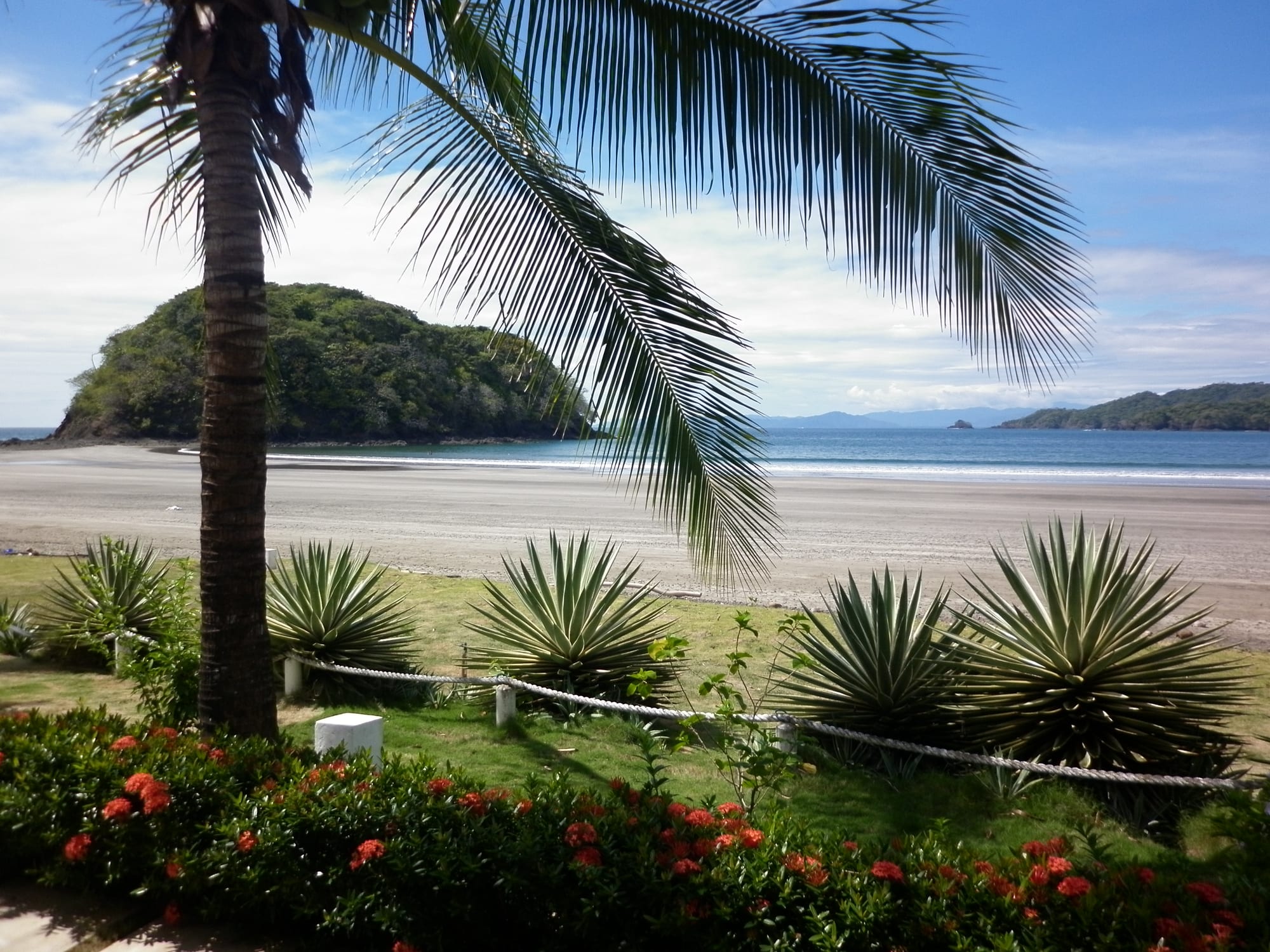 A palm tree and agave plants in front of a wide sandy beach and a wooded headland at Playa Venao