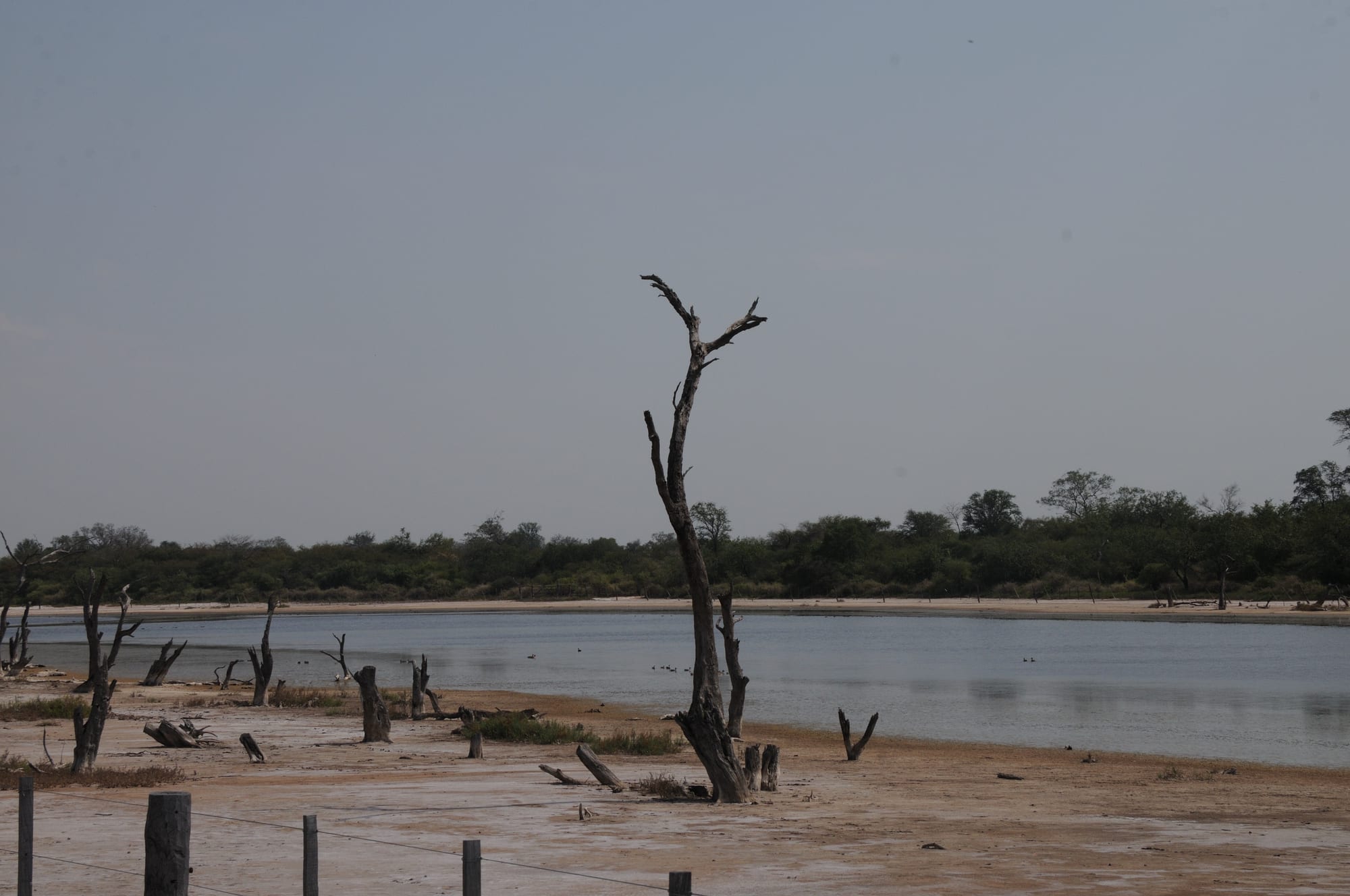 A shallow grey lagoon with a pale salty shore, dead tree trunks in the foreground and low dry scrub forest beyond