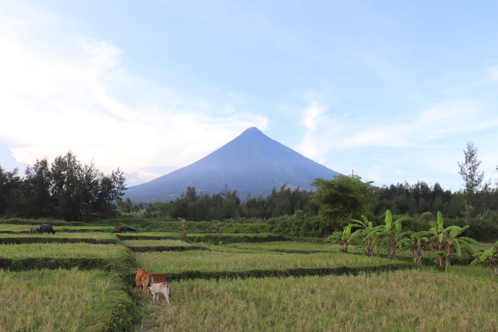 Symmetrical cone of Mayon Volcano under a pale blue sky, behind trees and green rice paddies where cattle graze