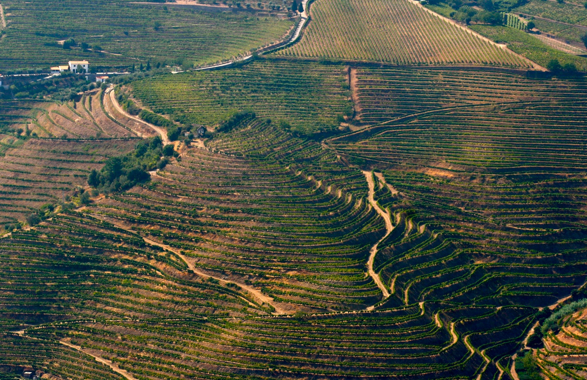 Curving terraces of vines stepping down a hillside in the Douro Valley, with a white farmhouse and a road above