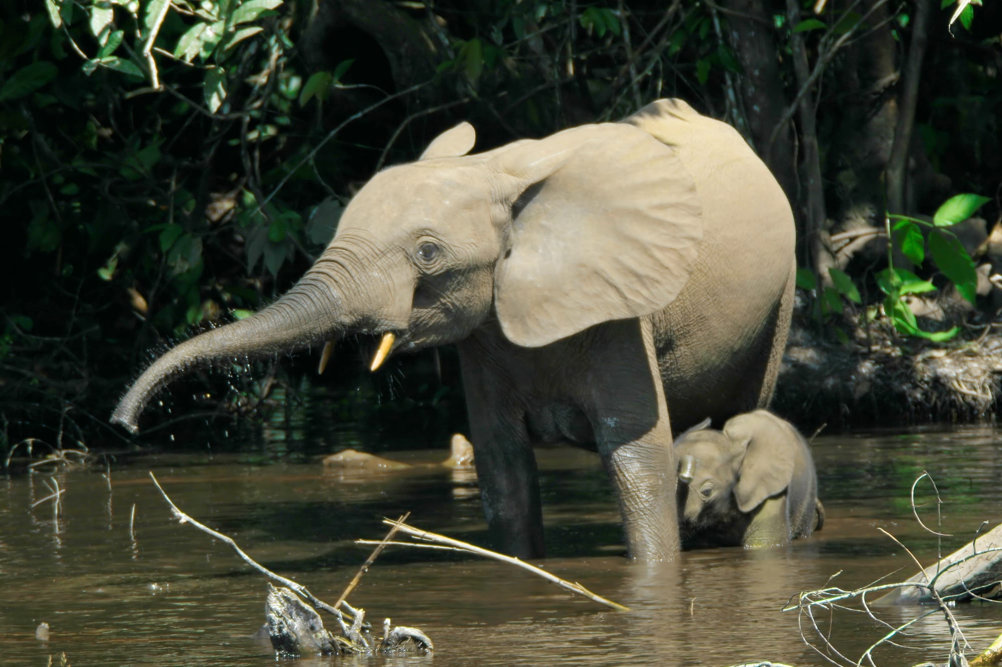 A forest elephant cow spraying water with her trunk as her calf wades beside her in a shallow forest pool