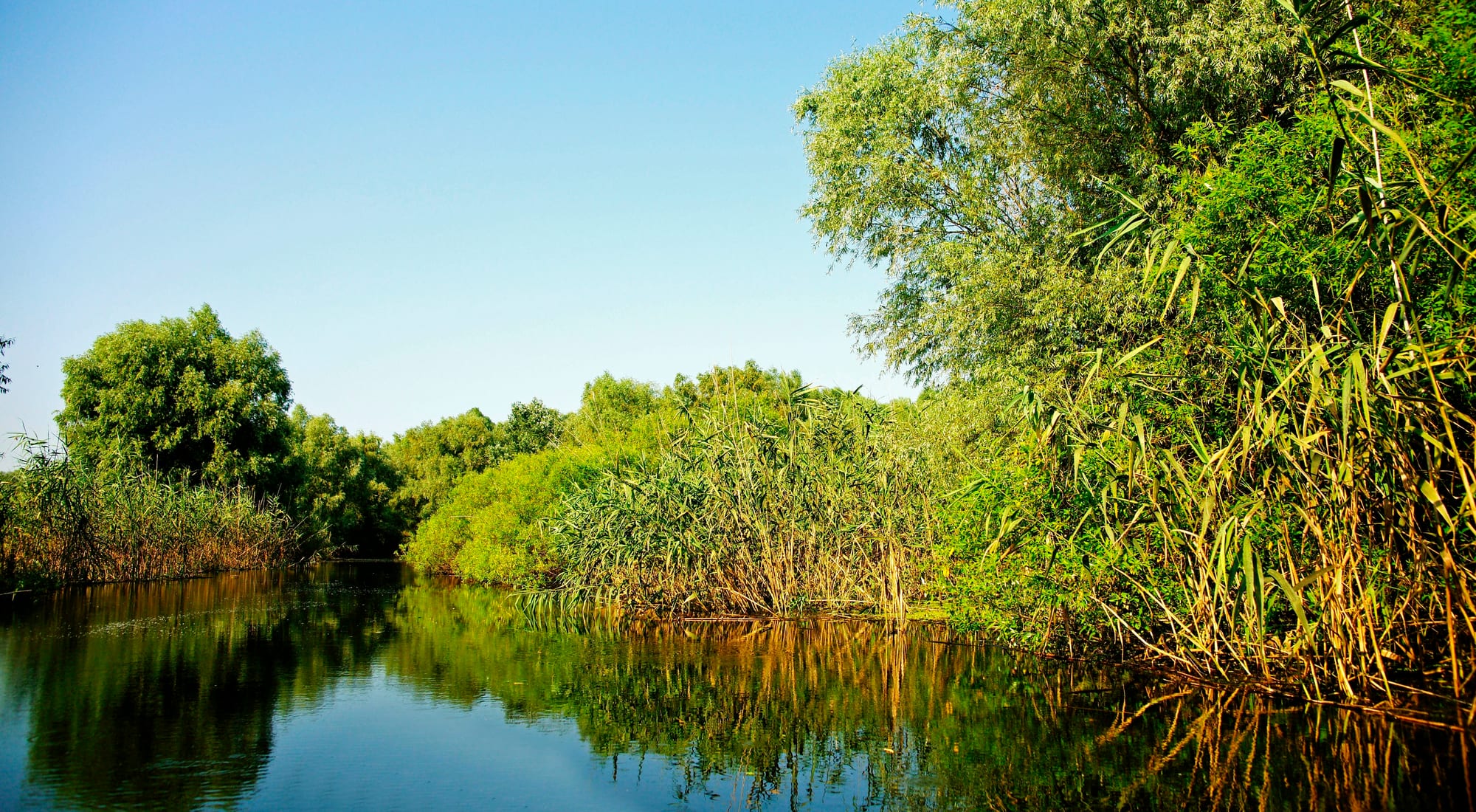 A calm channel of dark water reflecting willows and tall reeds under a clear blue sky