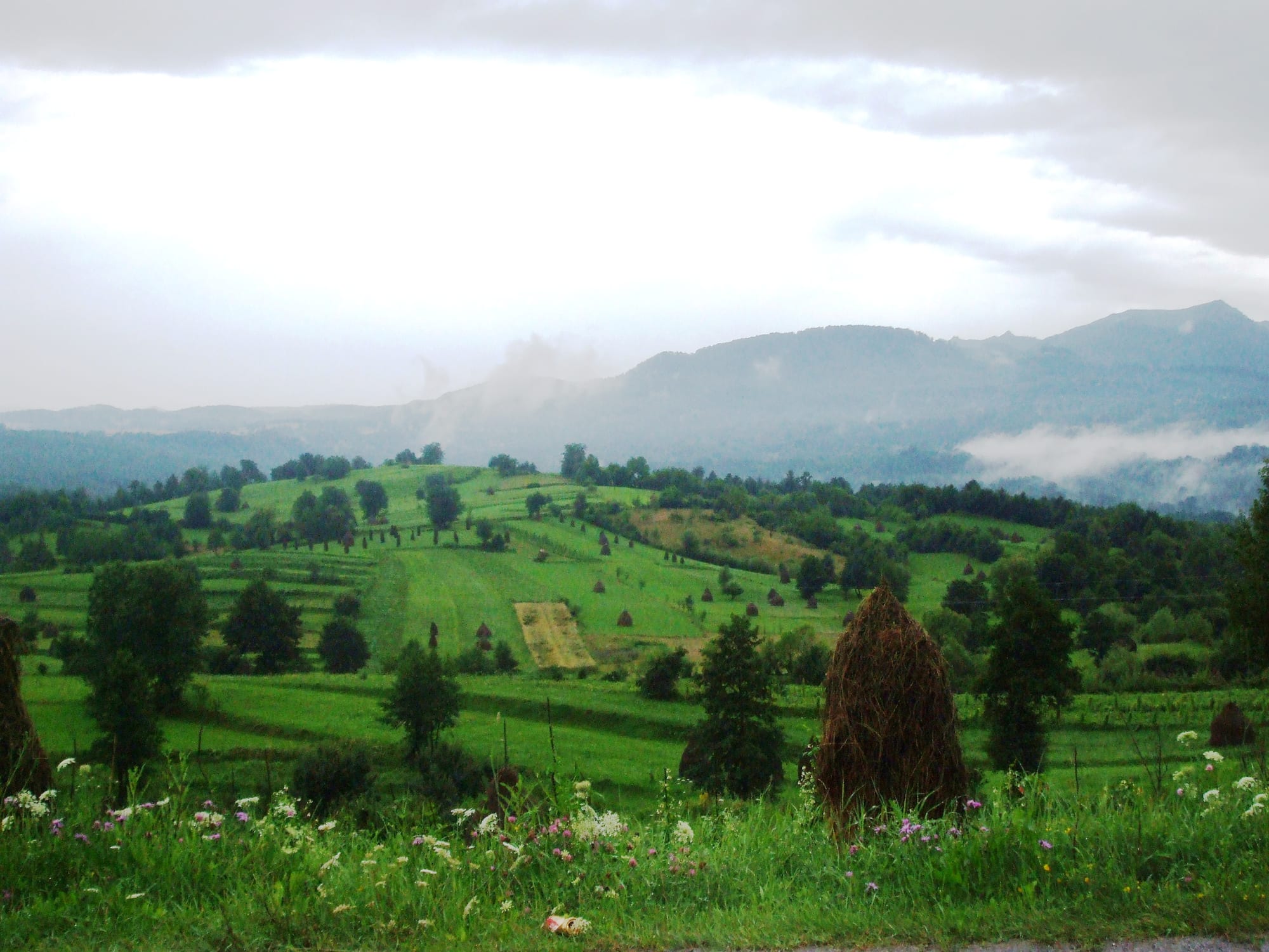 Green hillside meadows dotted with tall haystacks and trees, with misty mountains under low cloud behind