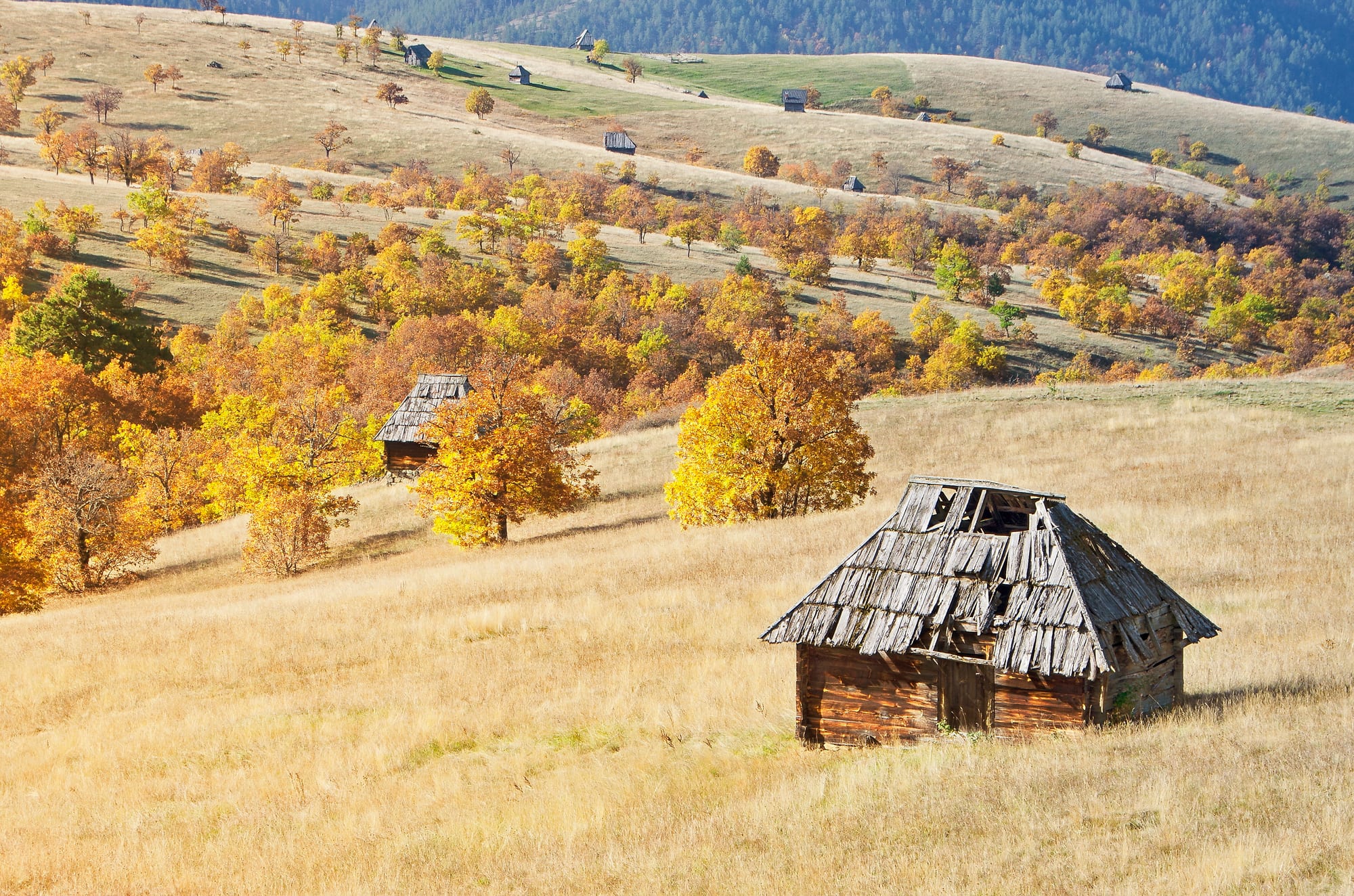 Autumn hillside of dry golden grass and yellow trees, with an old wooden hut with a shingle roof in front