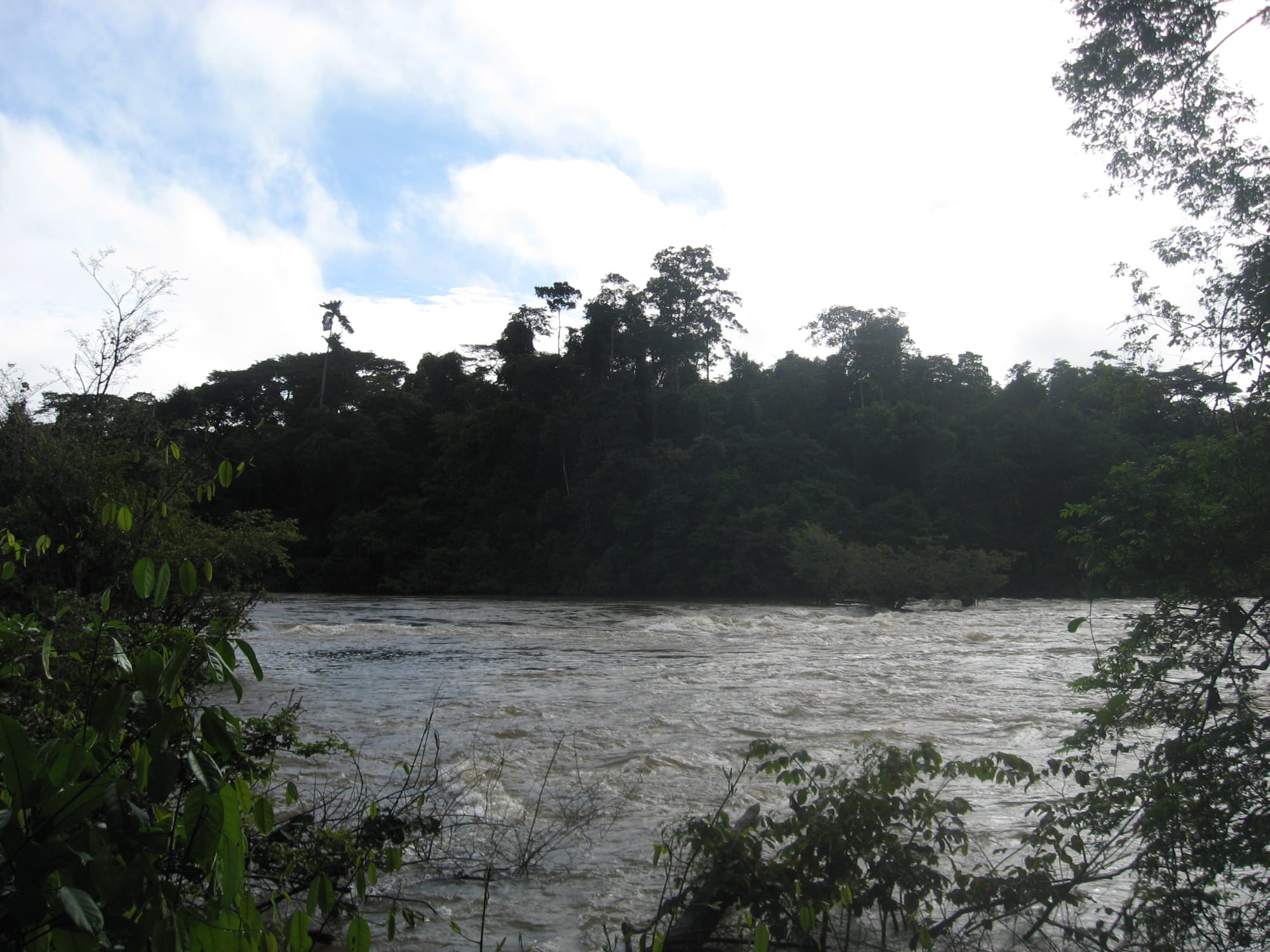 A wide brown river flowing fast past a bank of dense, tall rainforest under a cloudy sky