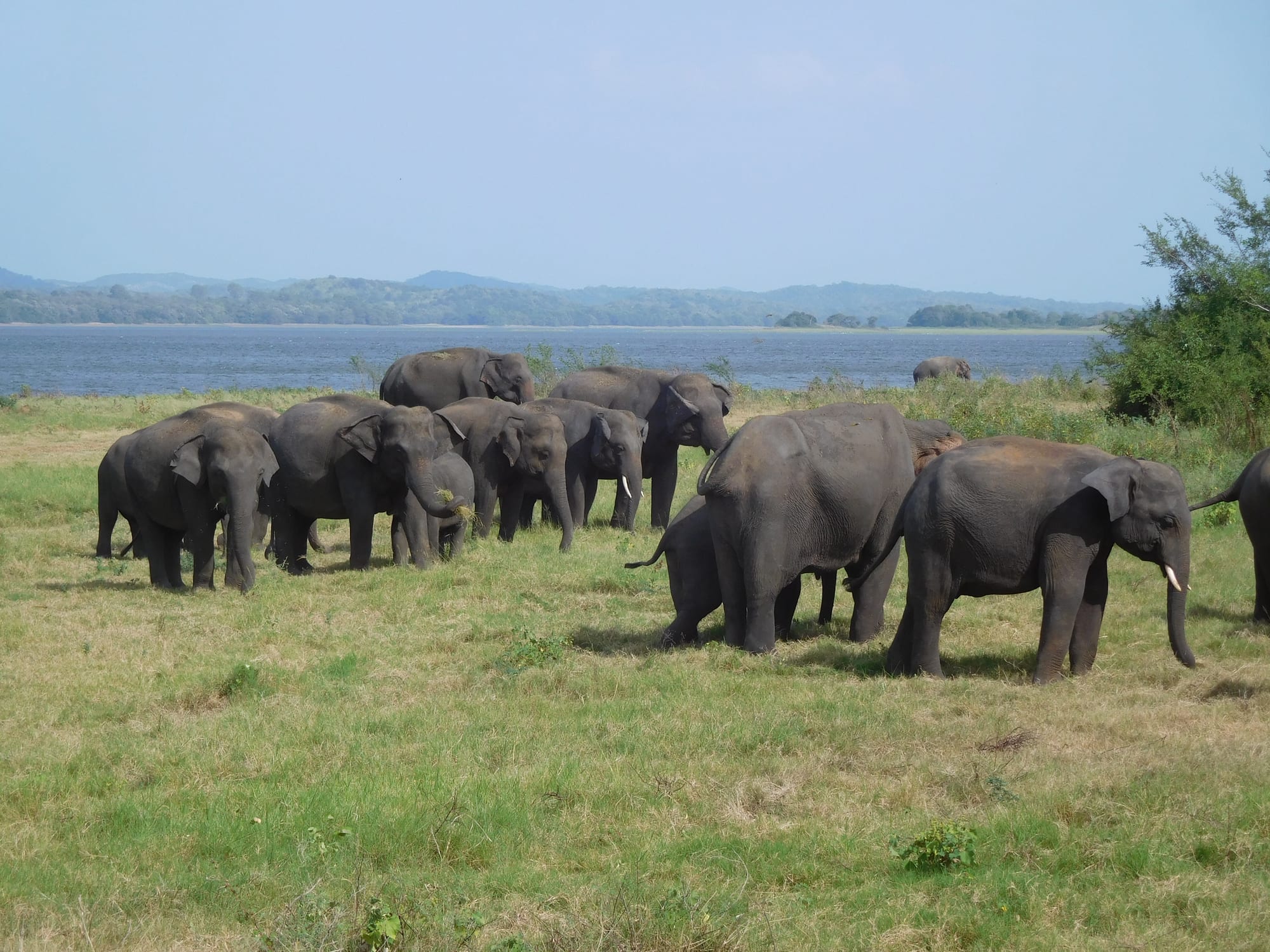 A herd of Asian elephants grazing on a grassy shore beside a wide reservoir, with low forested hills beyond