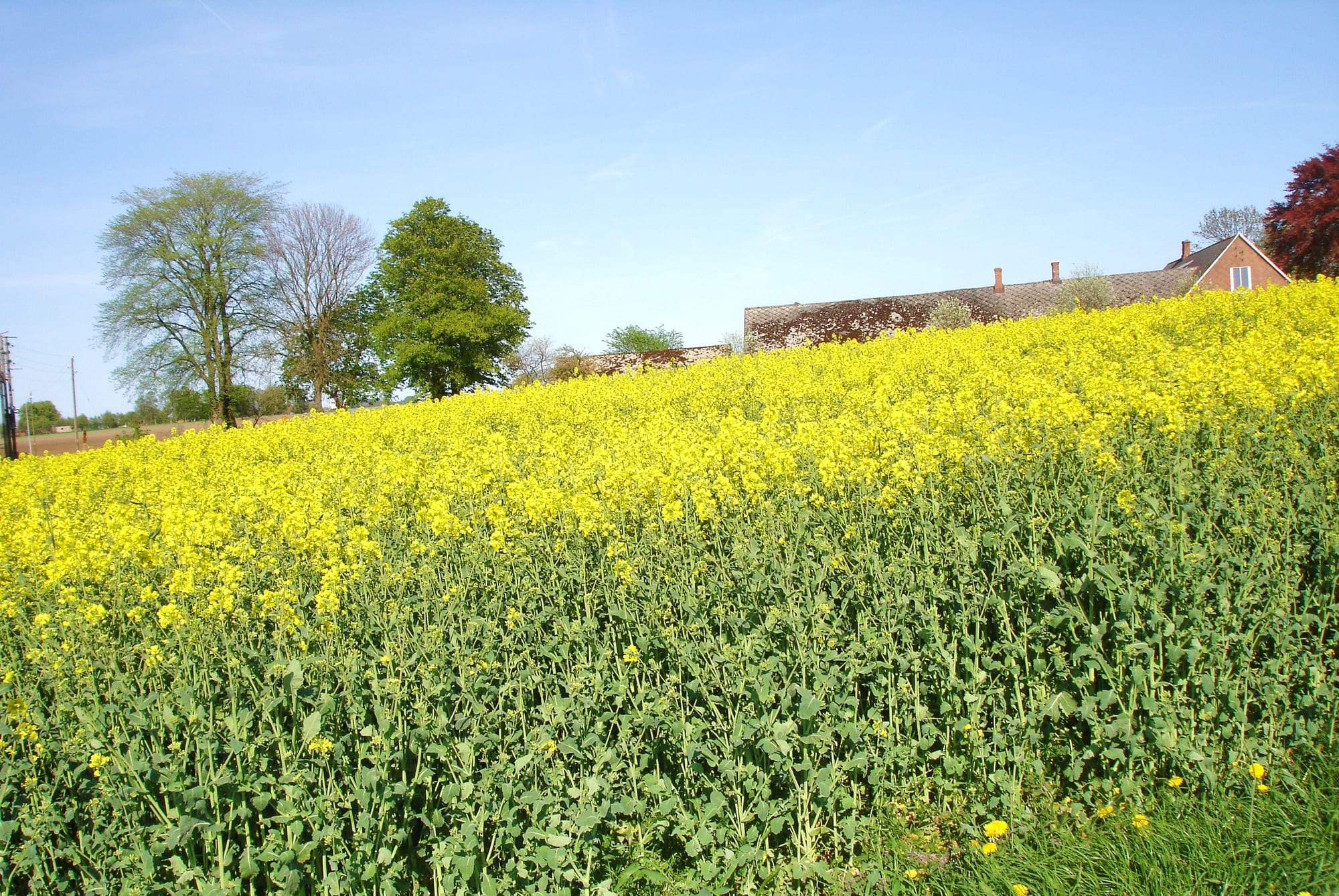 Sloping field of bright yellow flowering rapeseed with leafy trees and a brick farmhouse under a clear blue sky