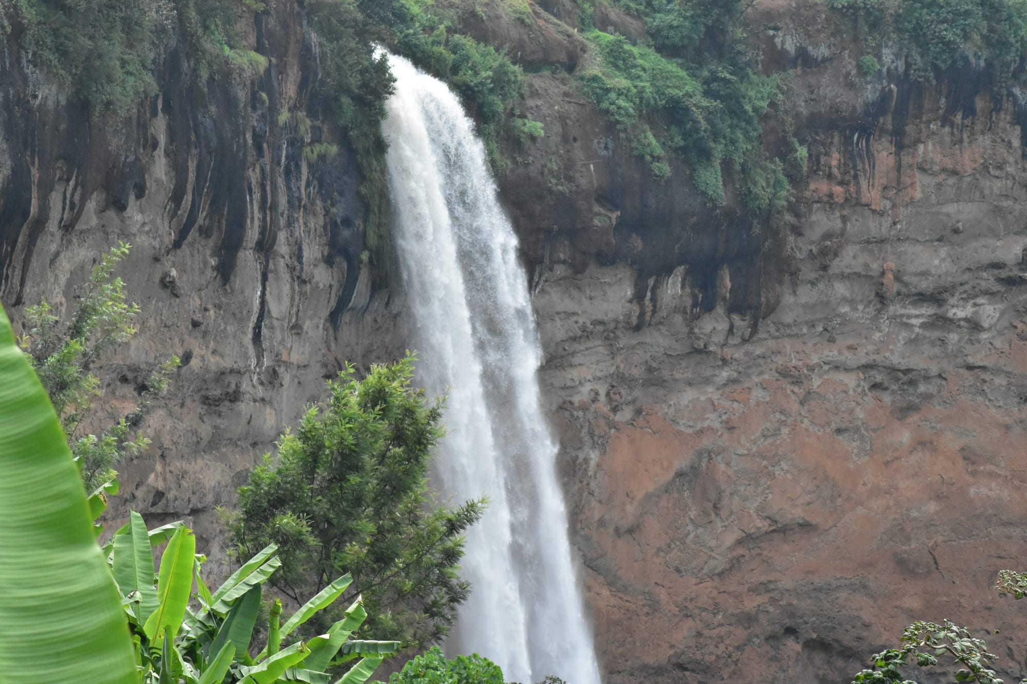 A tall white waterfall dropping down a sheer brown cliff, framed by green banana leaves and trees