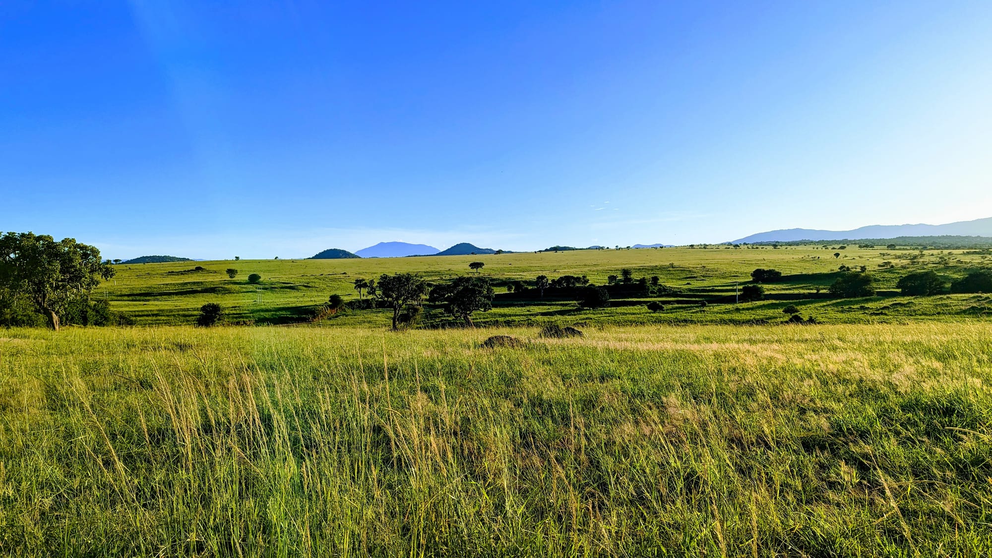 Open green grassland dotted with trees under a clear blue sky, with low blue hills and mountains on the horizon