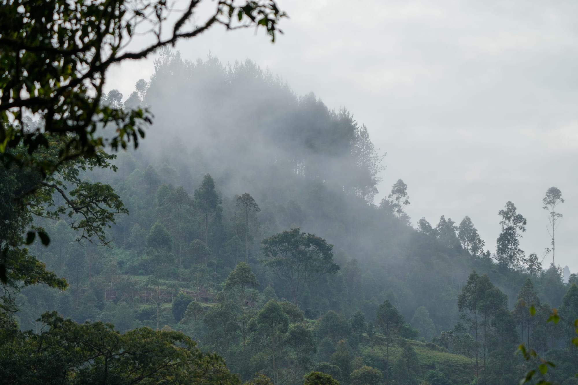 Mist drifting over a steep forested hillside, with tall trees silhouetted against a grey sky and branches in the foreground