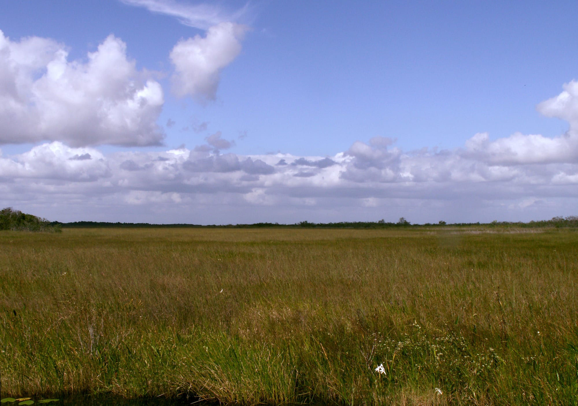 A flat expanse of green and golden sawgrass stretching to a low line of trees under a blue sky with white clouds