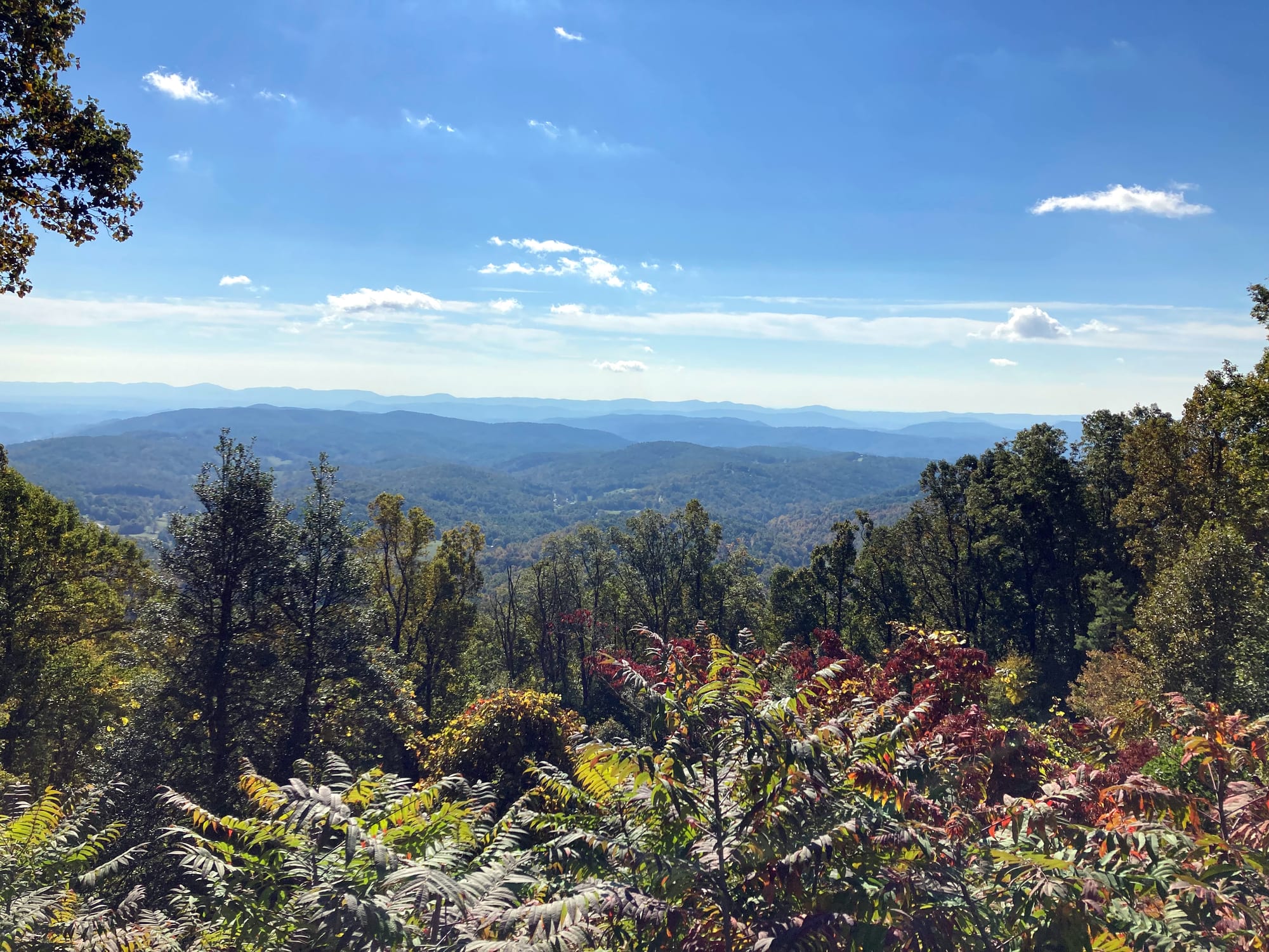 Layers of forested blue ridges under a clear sky, seen over autumn-tinted leaves and ferns from a roadside overlook