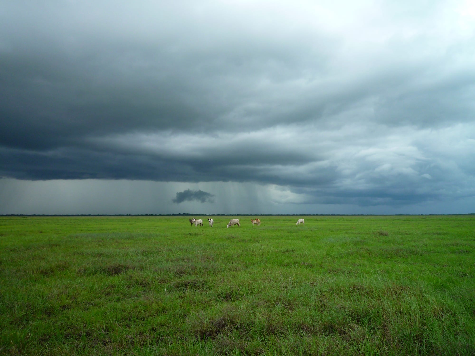 Cattle grazing on flat green grassland stretching to the horizon under a dark rain storm